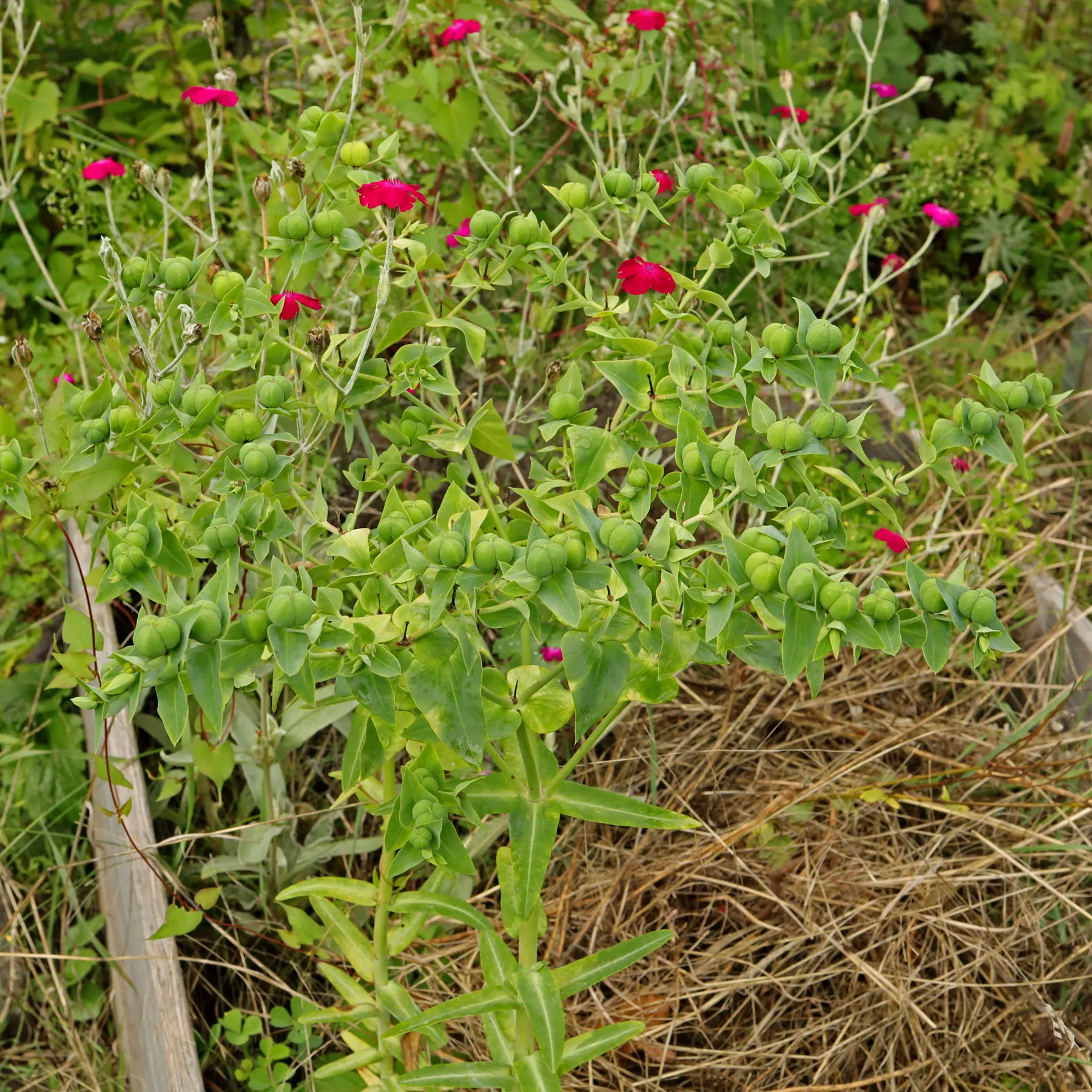 Euphorbia lathyris im Garten