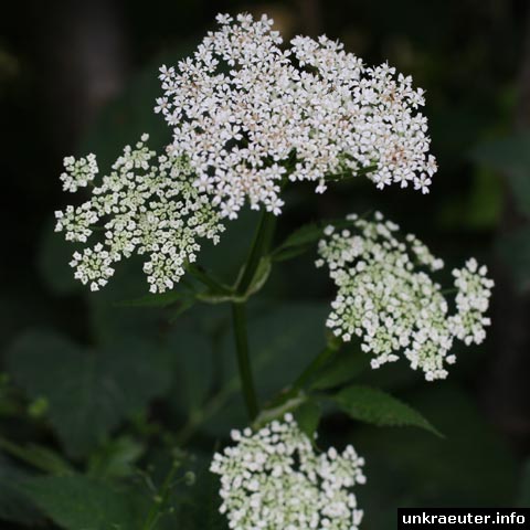 Aegopodium podagraria (Giersch)