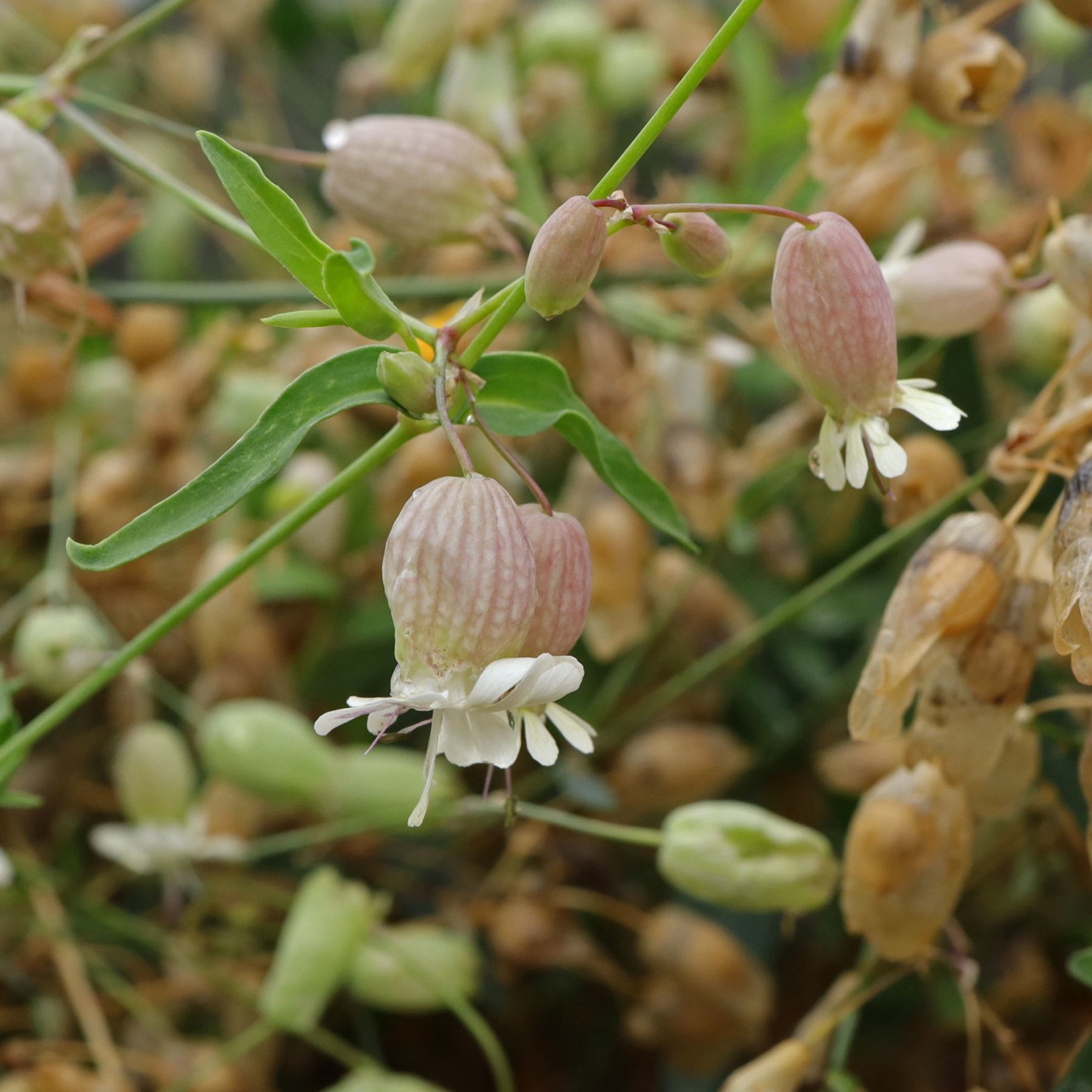 TaubenkropfLeimkraut (Silene vulgaris)