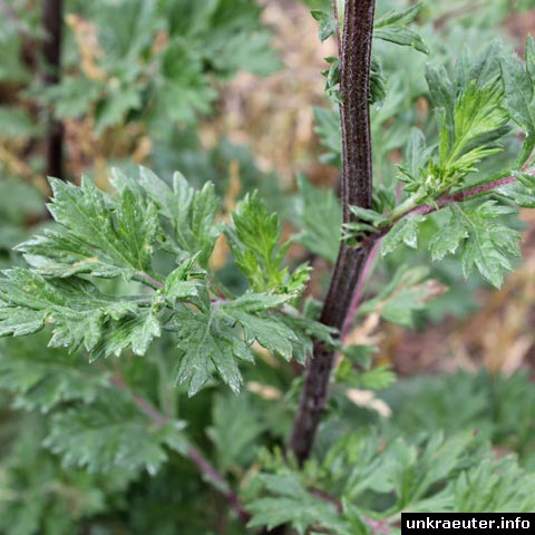 Artemisia vulgaris (Beifuß)