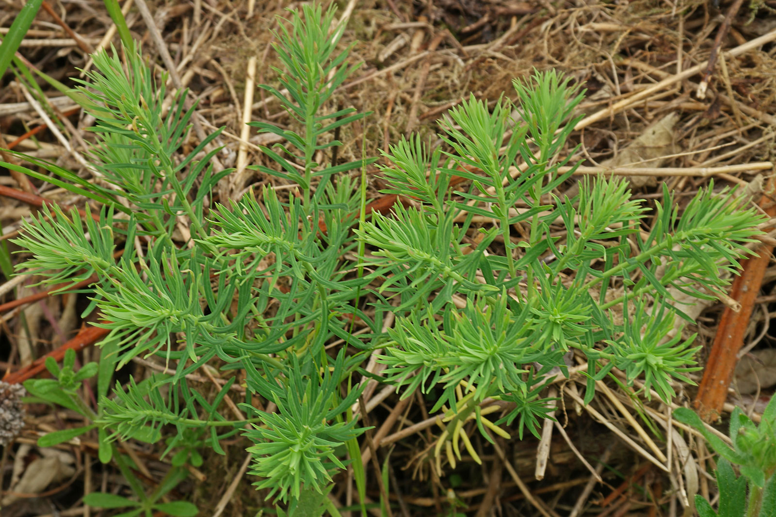 Euphorbia-cyparissias
