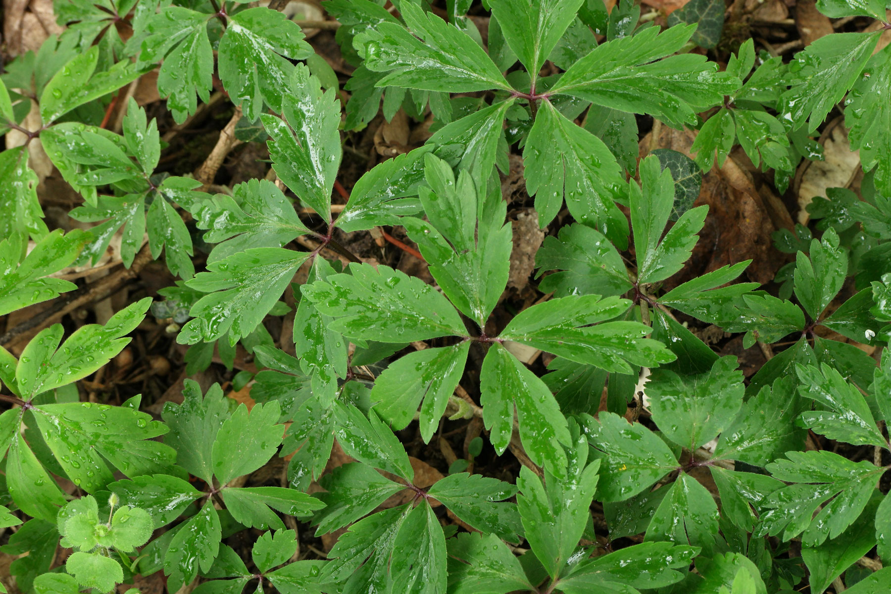 Anemone nemorosa Blätter