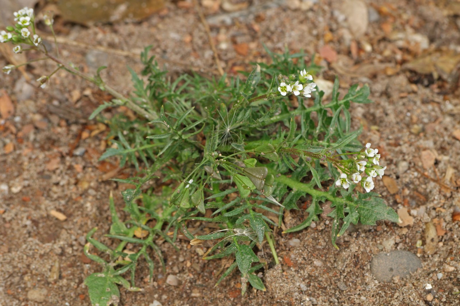 Capsella-bursa-pastoris