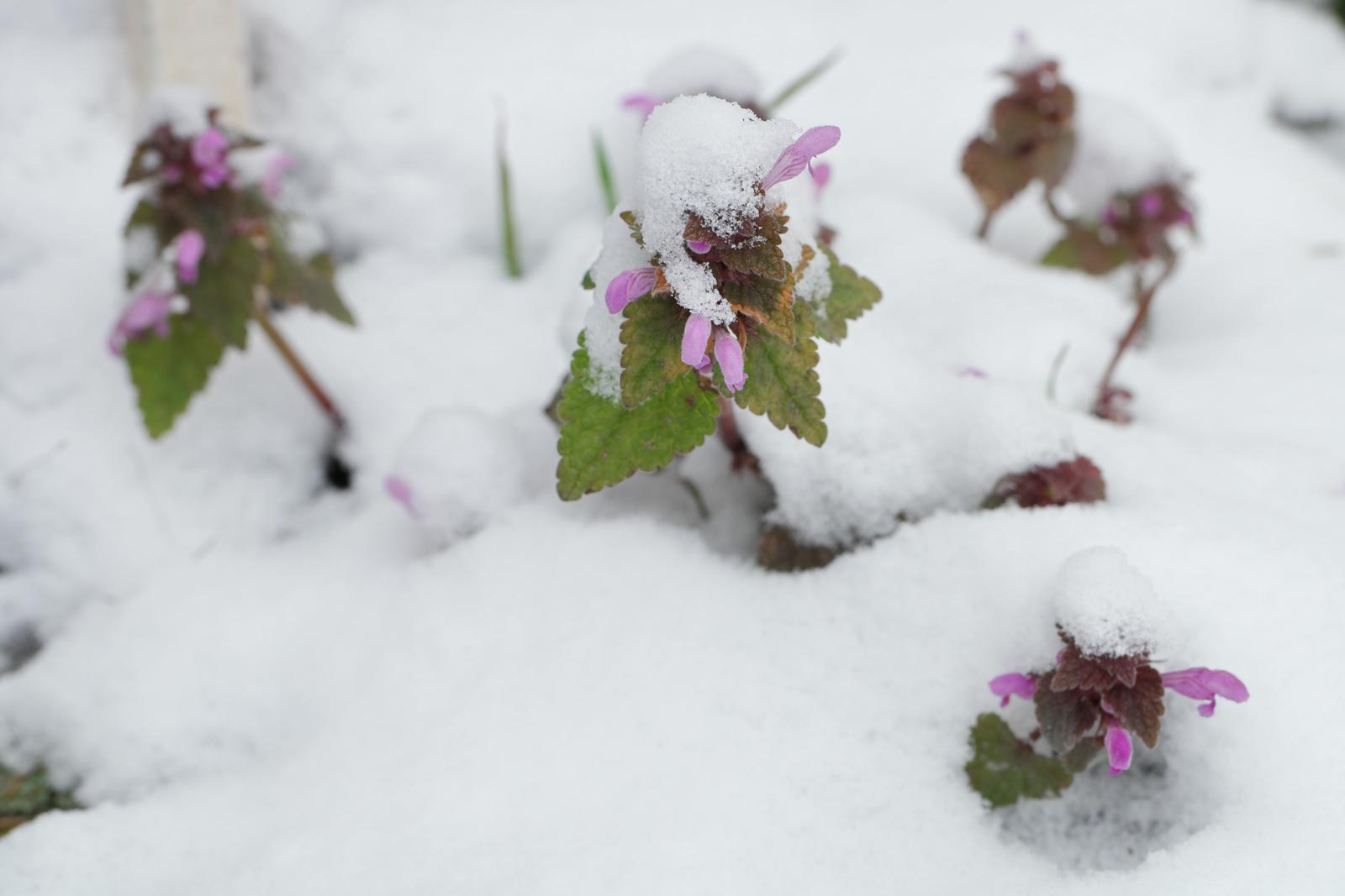 Lamium purpureum im Schnee
