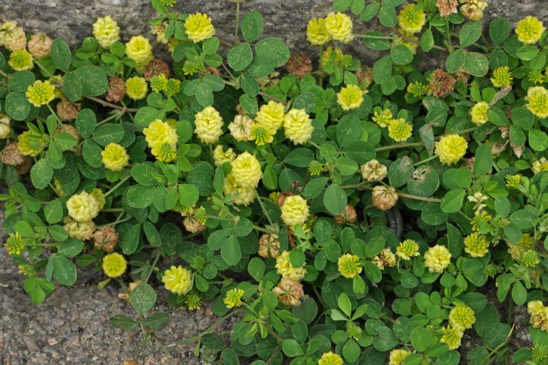 FeldKlee (Trifolium campestre)
