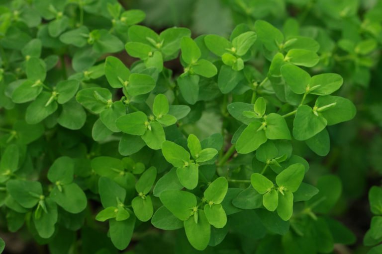 GartenWolfsmilch (Euphorbia peplus)