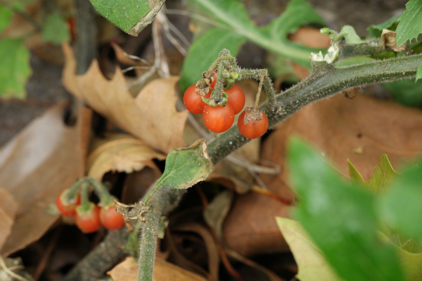 Solanum-villosum