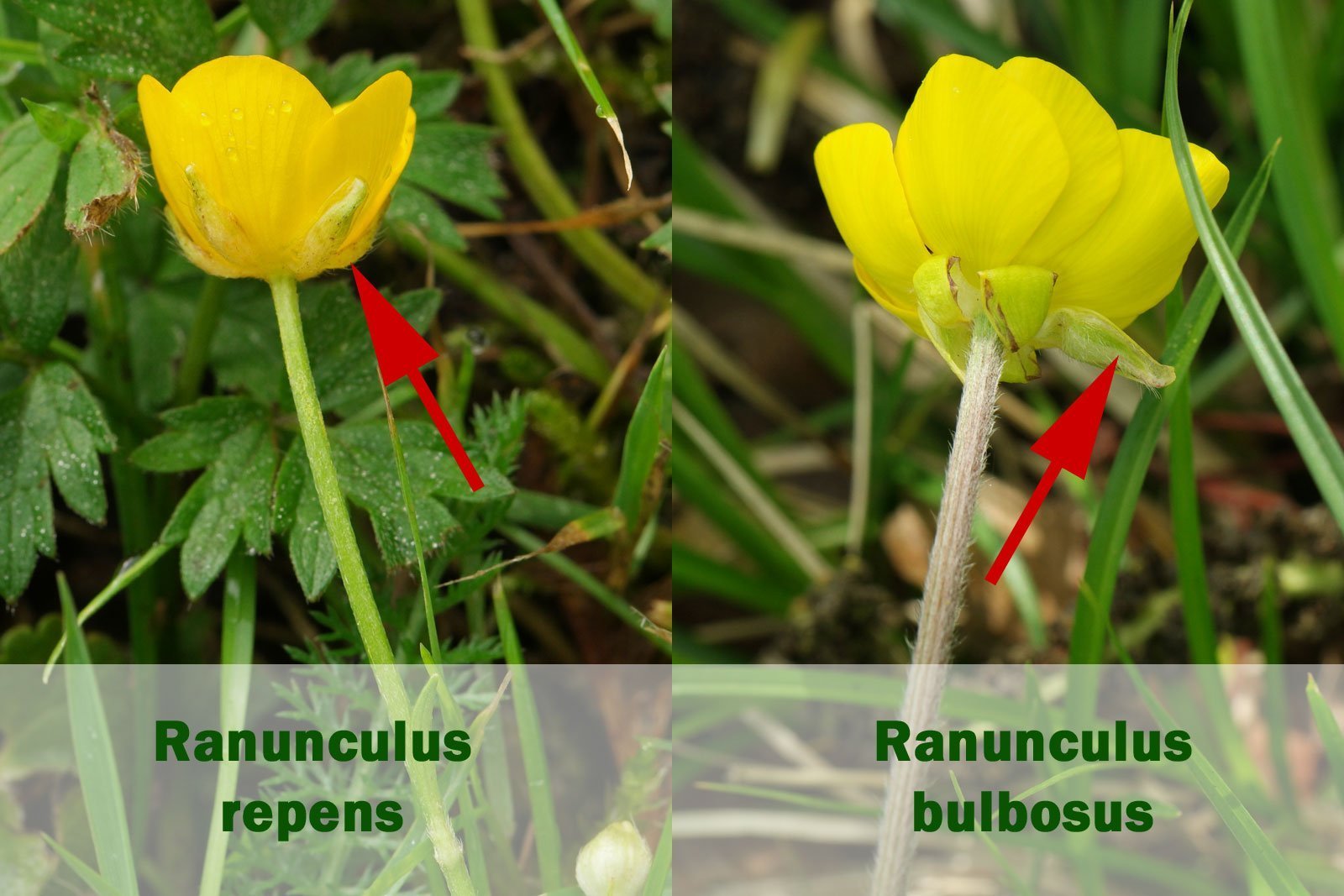 Ranunculus repens und Ranunculus bulbosus