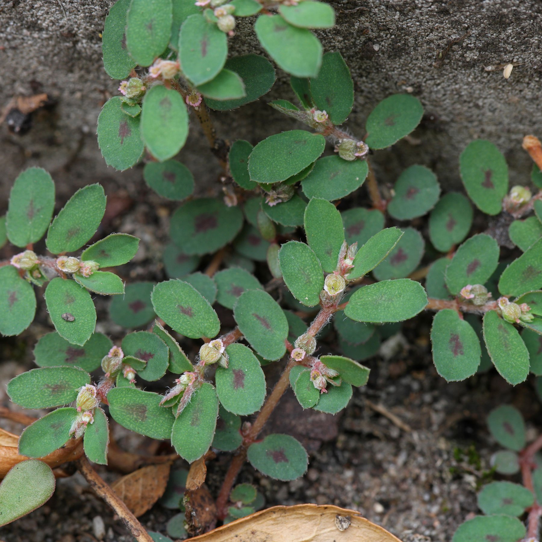 Euphorbia maculata