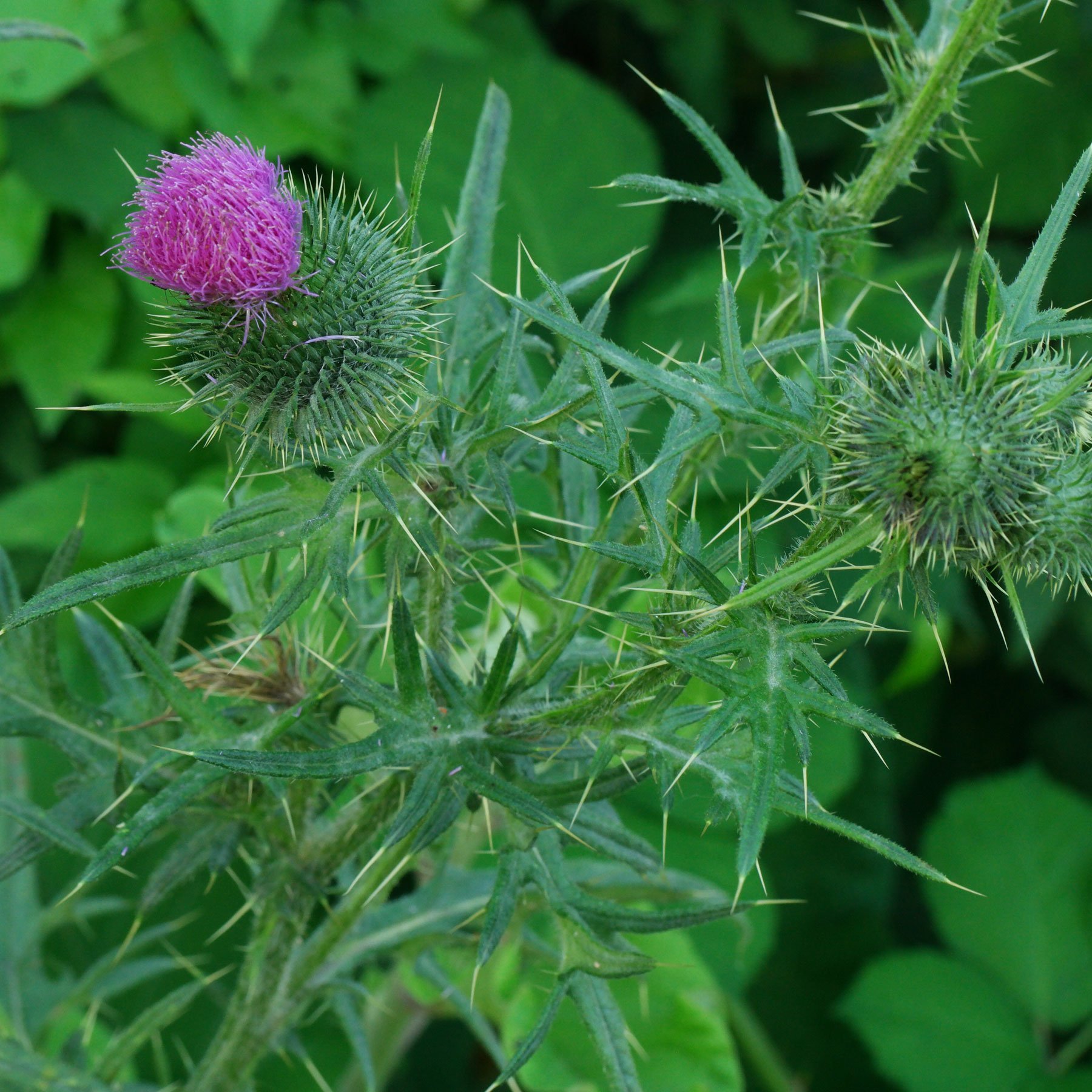 Gemeine Kratzdistel