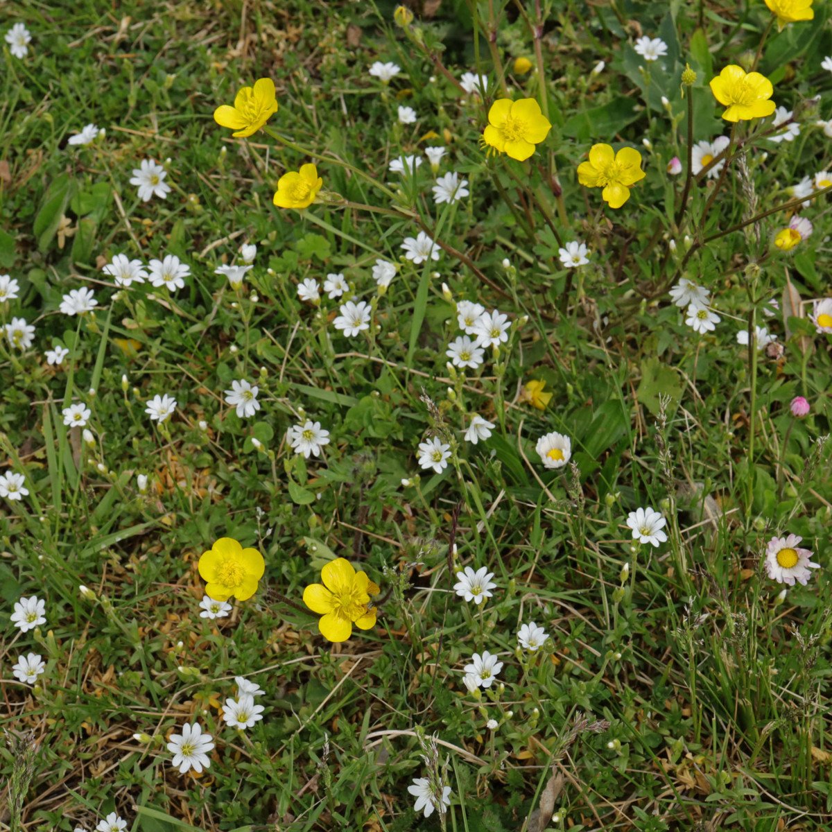 AckerHornkraut (Cerastium arvense)