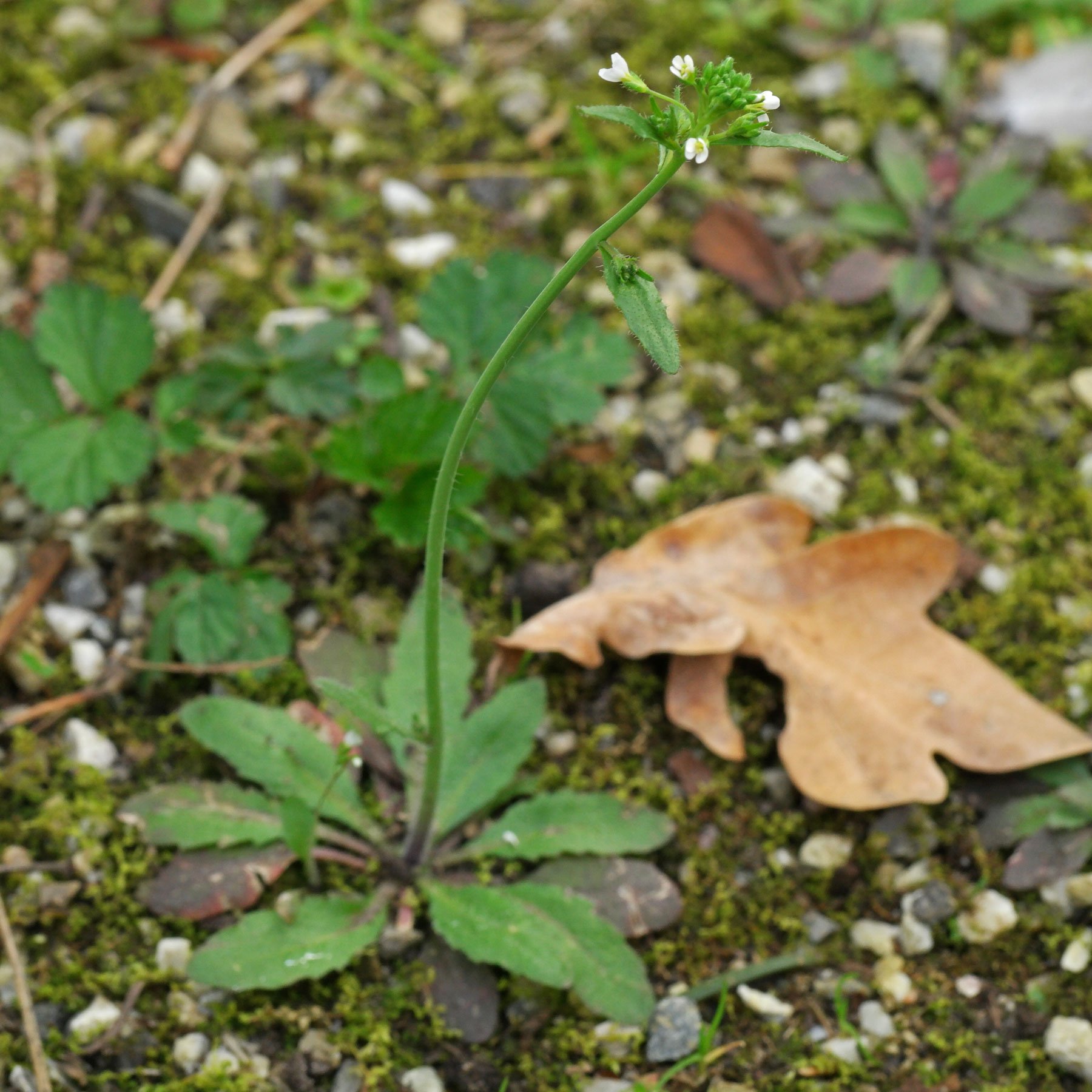 Acker Schmalwand Arabidopsis thaliana