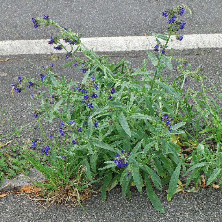 Anchusa officinalis (Gewöhnliche Ochsenzunge)