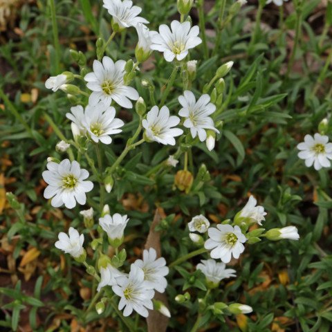 Cerastium arvense ssp. arvense