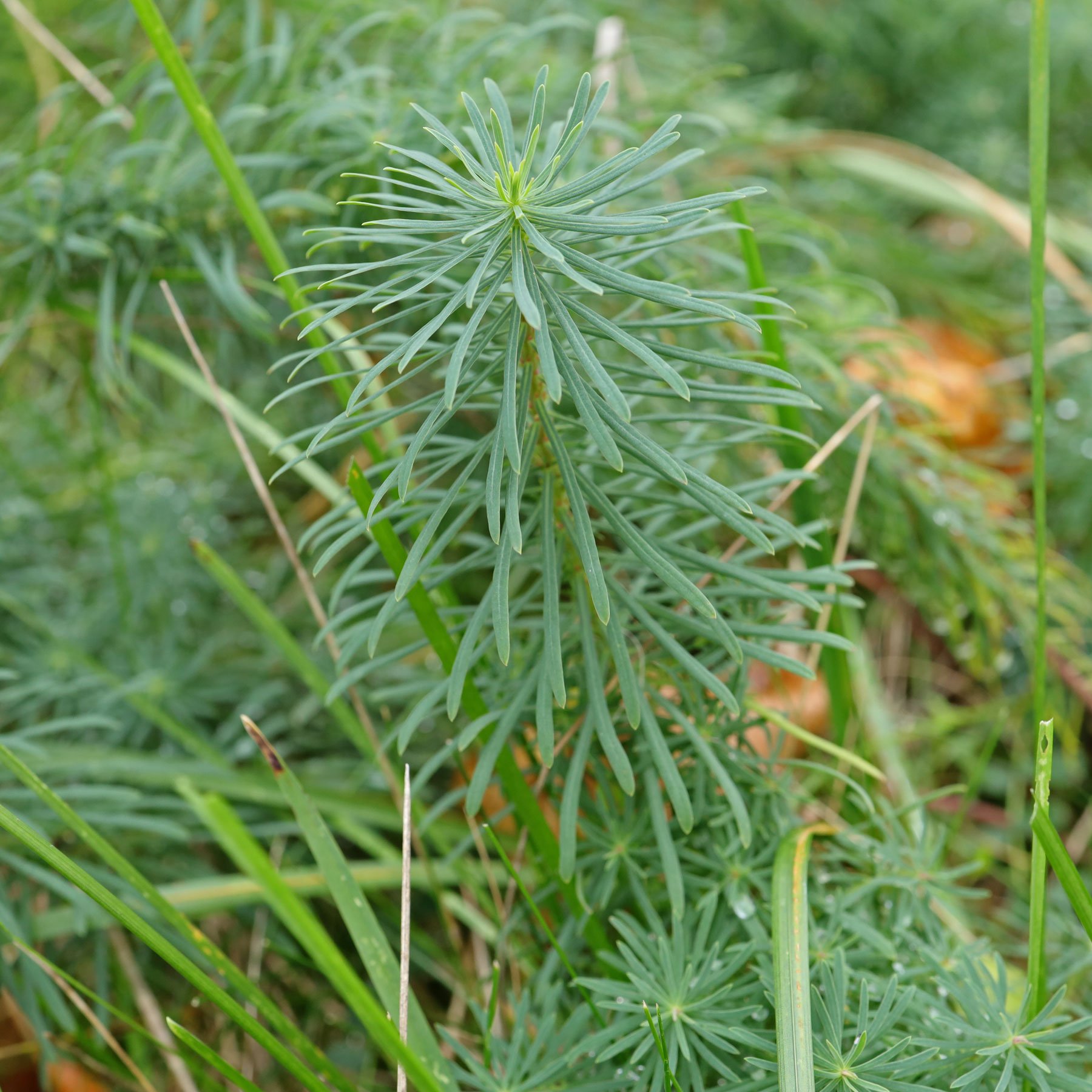 Euphorbia cyparissias Rubra-im-Sommer