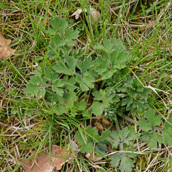 Ranunculus bulbosus im Rasen