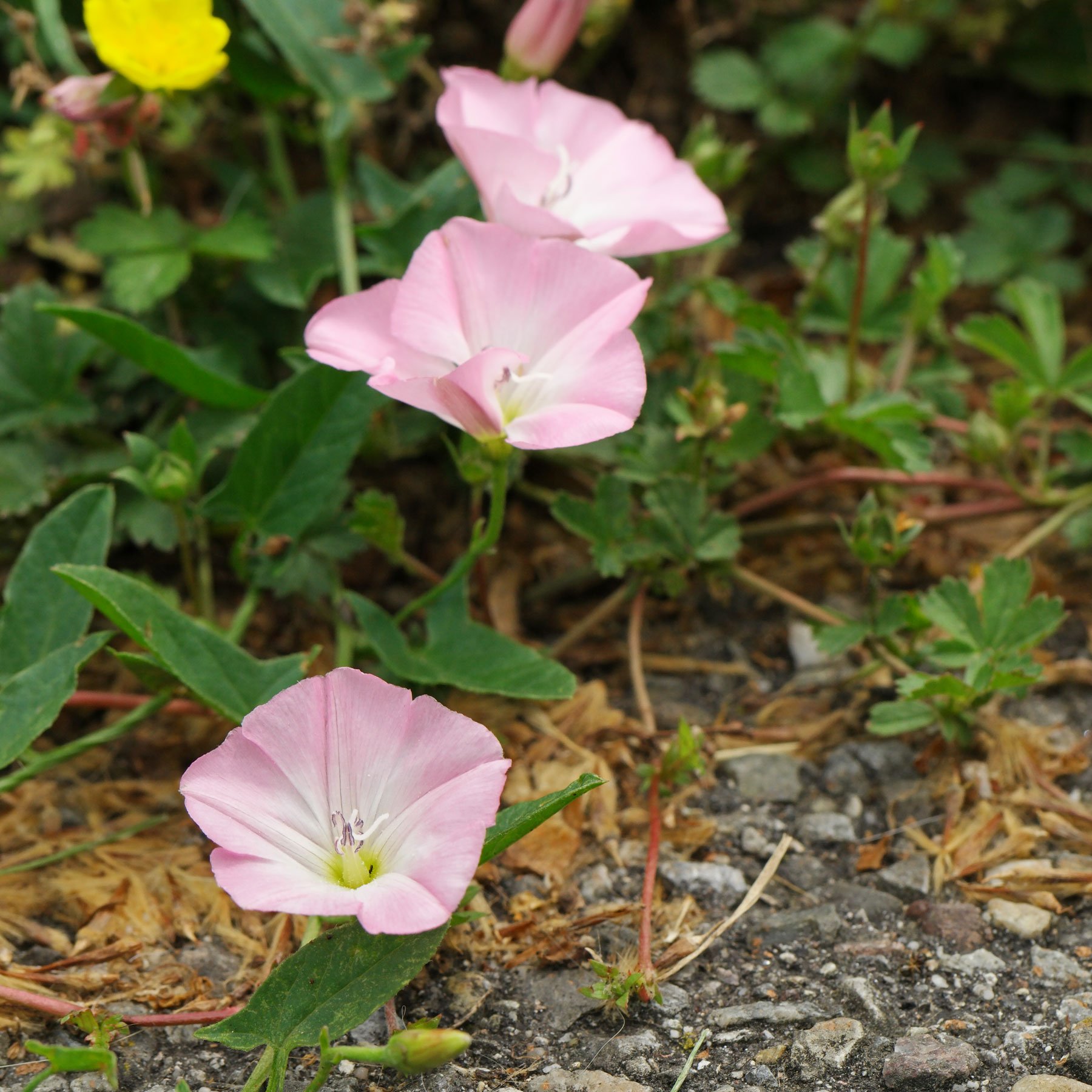 Acker-Winde Convolvulus arvensis