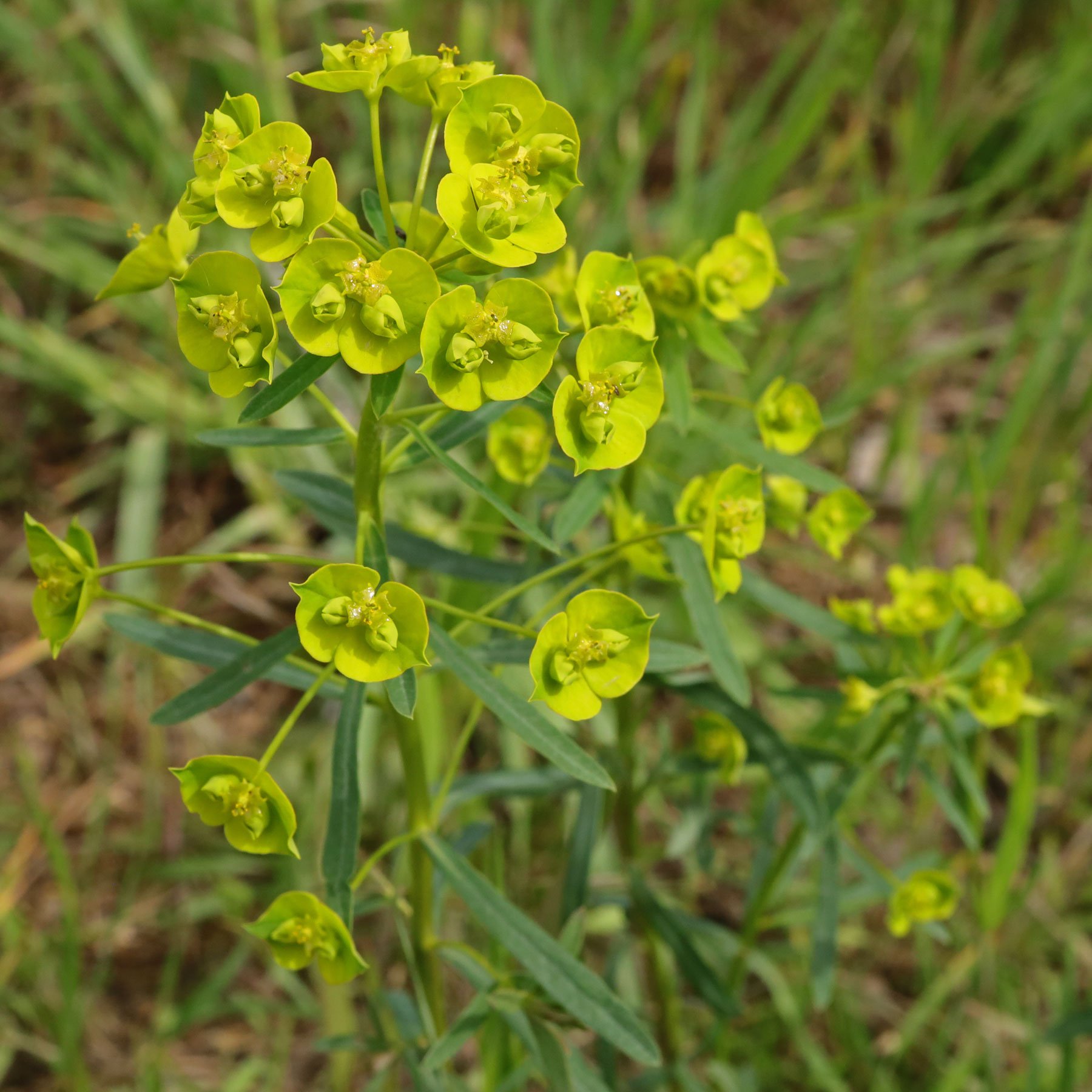 Esels-Wolfsmilch Euphorbia esula
