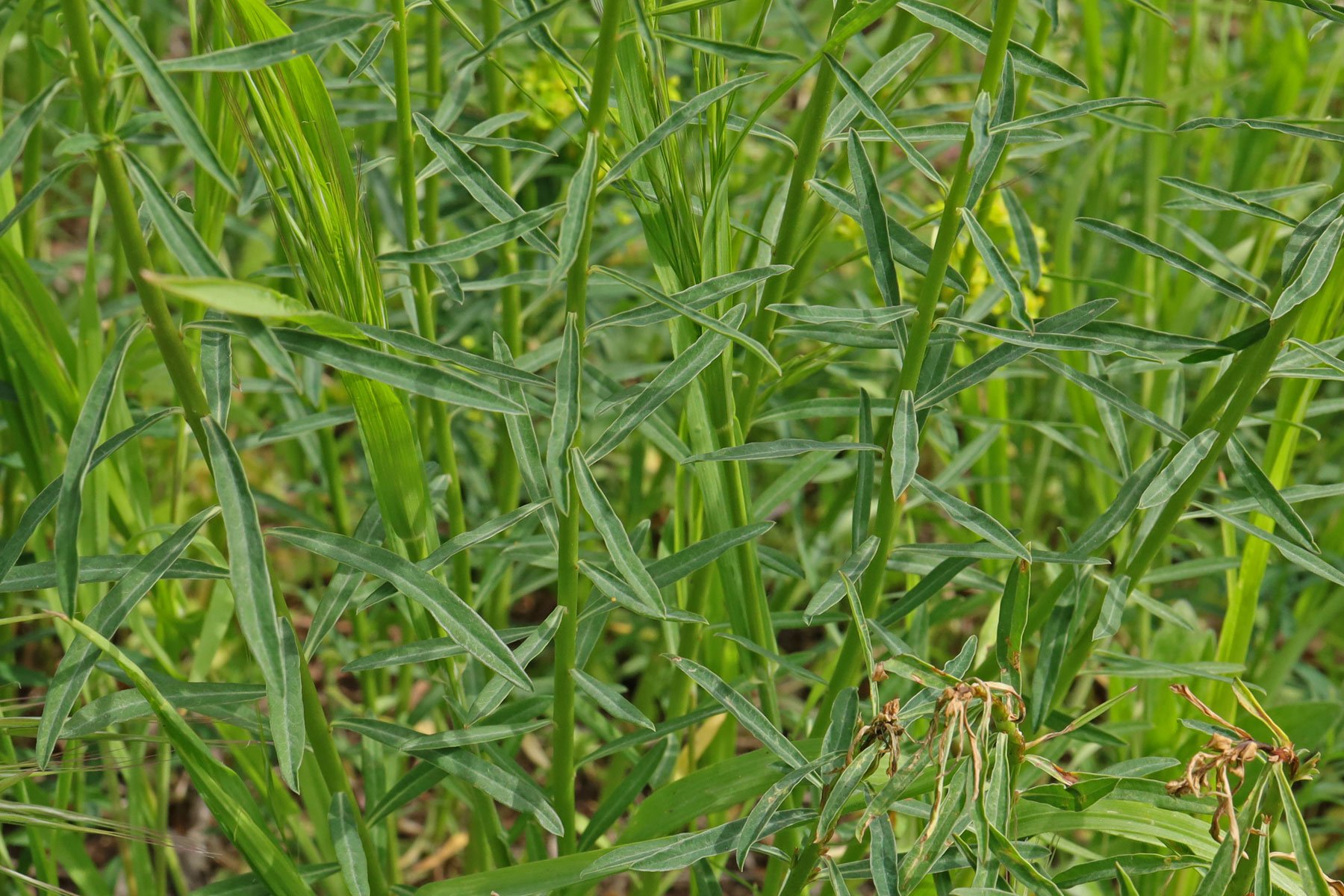 Euphorbia esula Blaetter