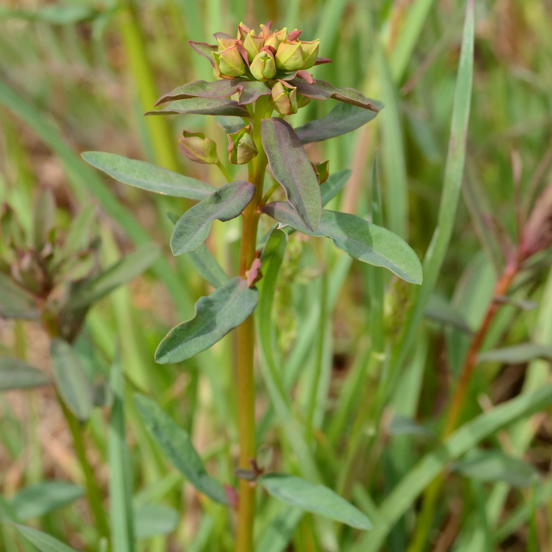 Euphorbia esula Trieb