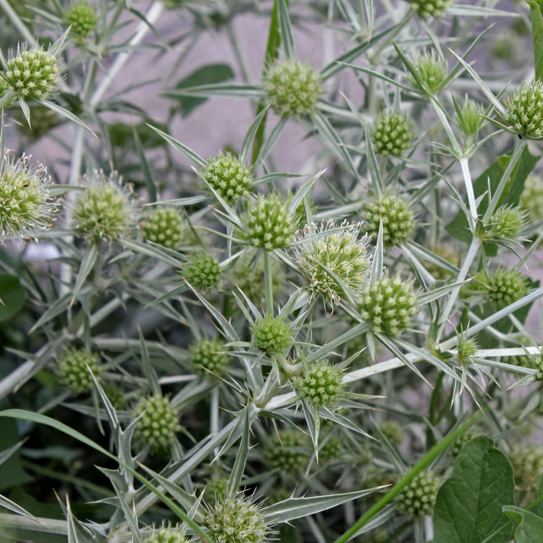 Feld-Mannstreu Eryngium campestre