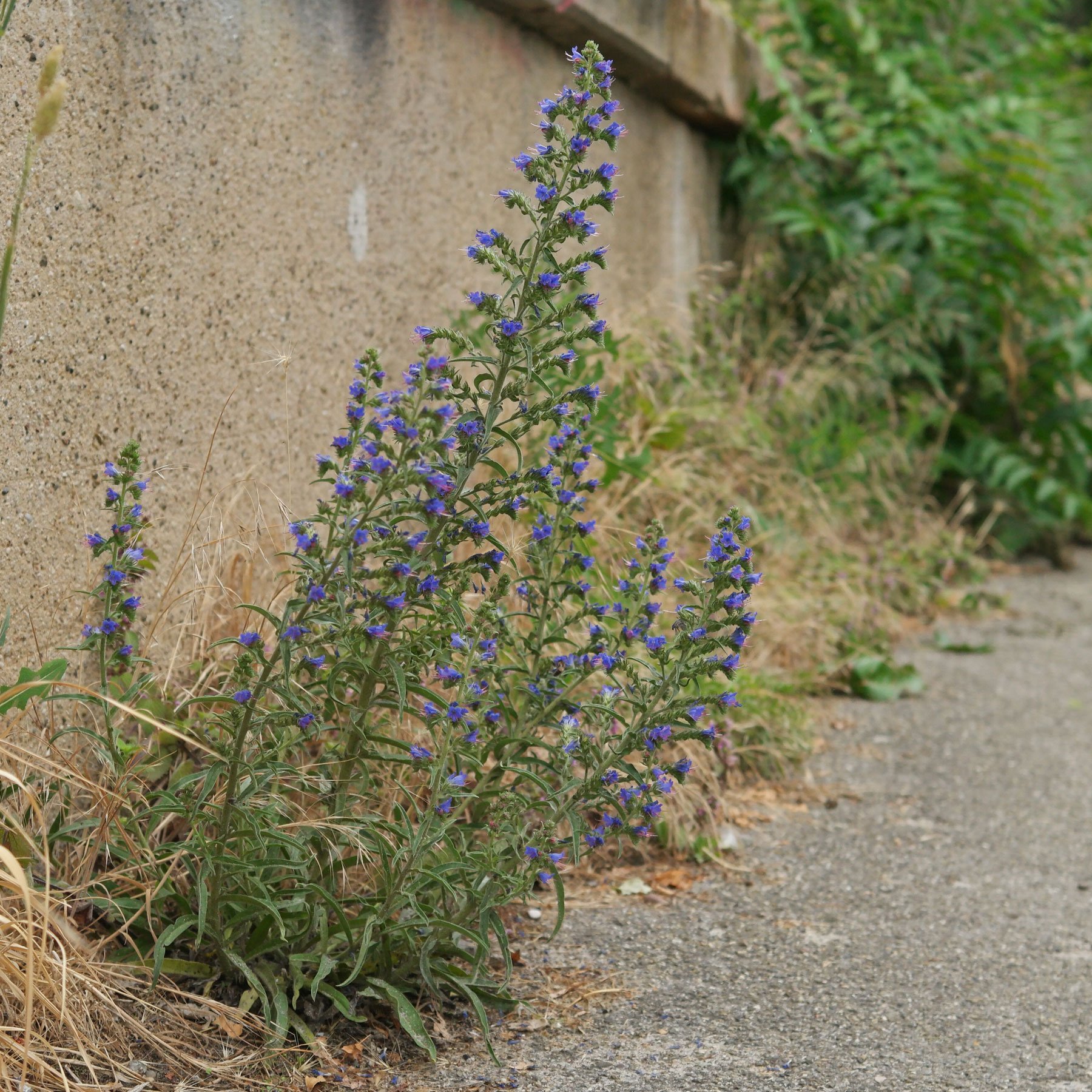 Natternkopf Echium vulgare