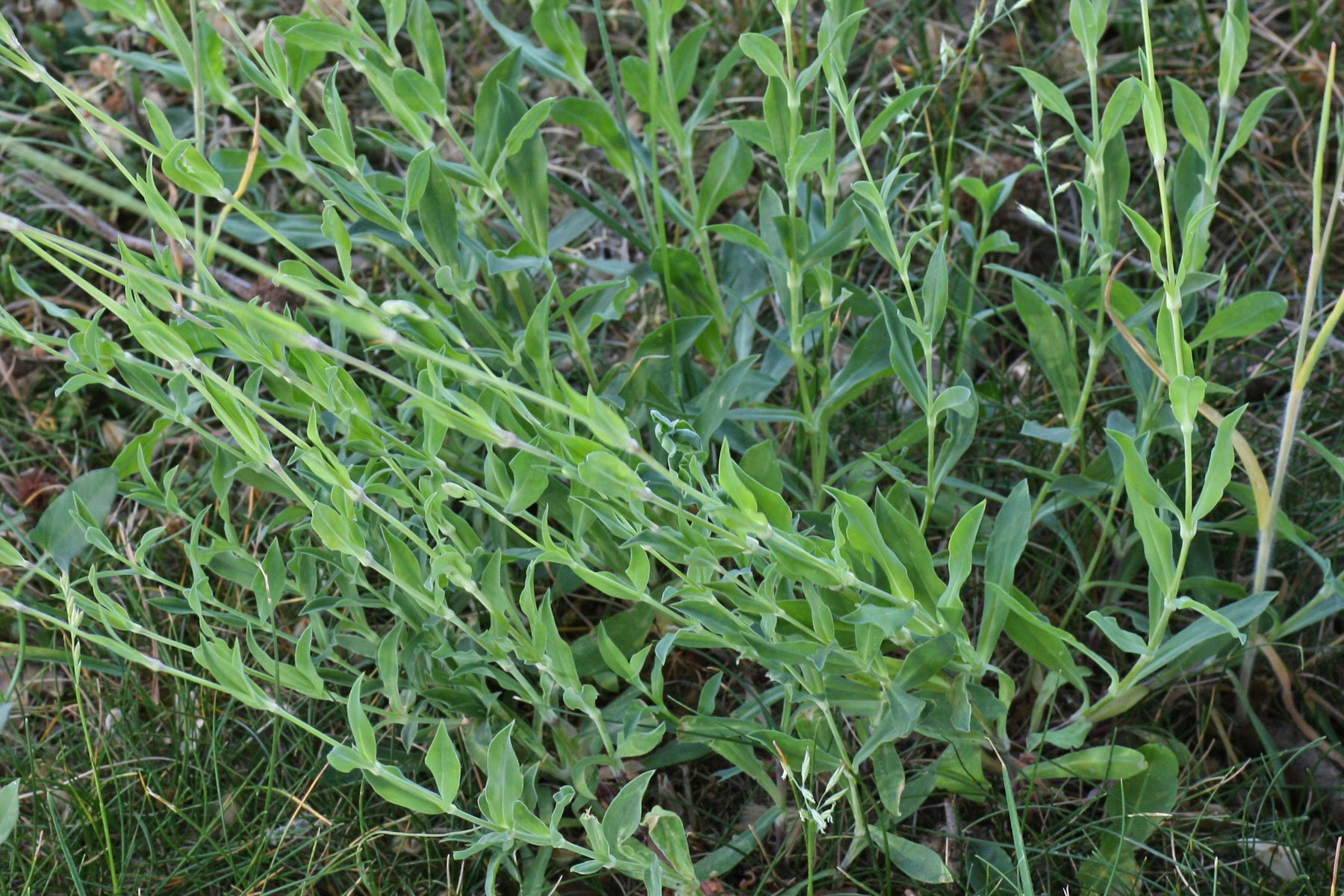 Silene vulgaris Blätter