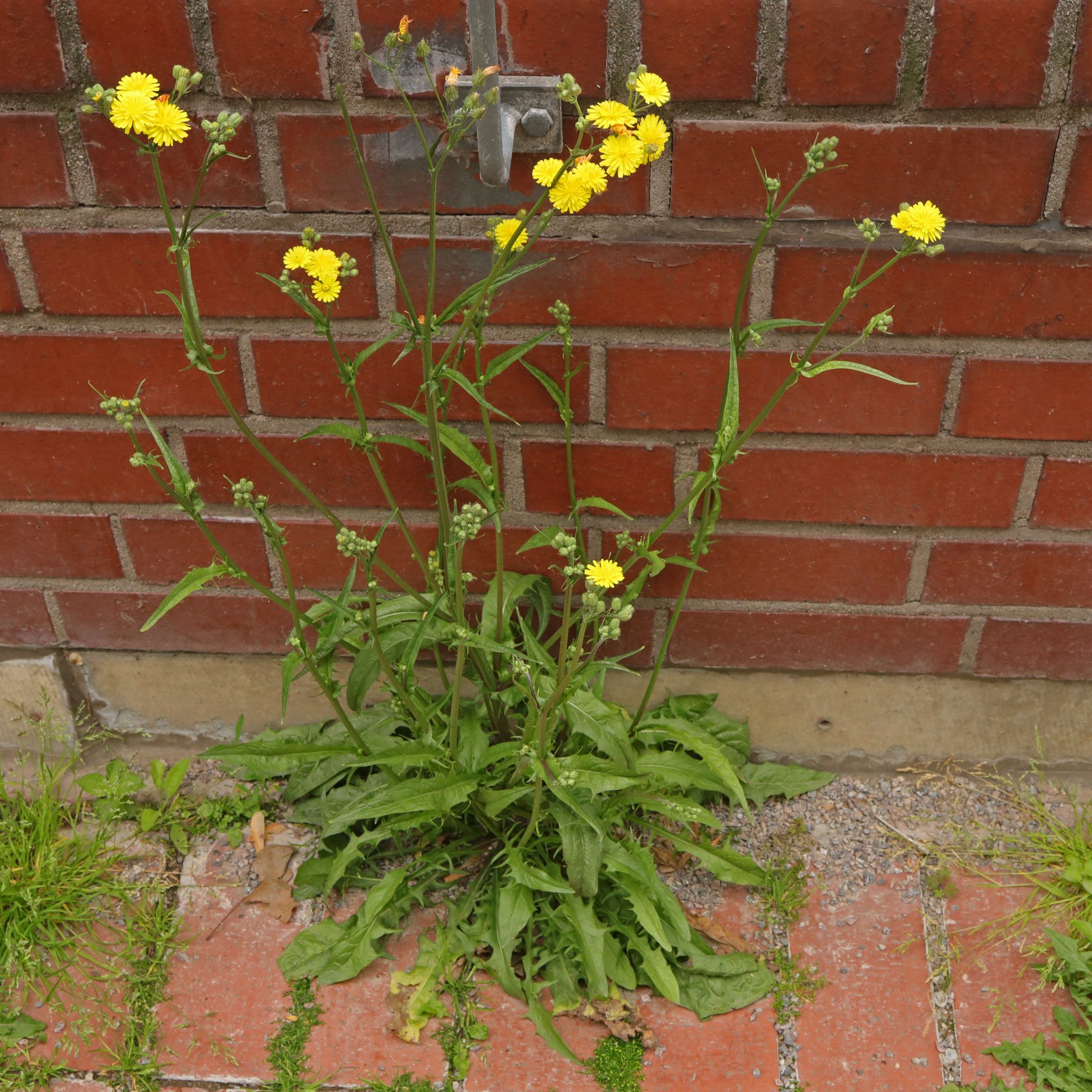 Crepis capillaris