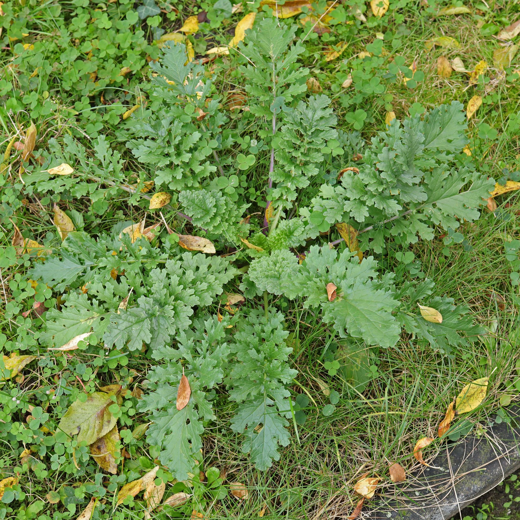 Jacobaea vulgaris