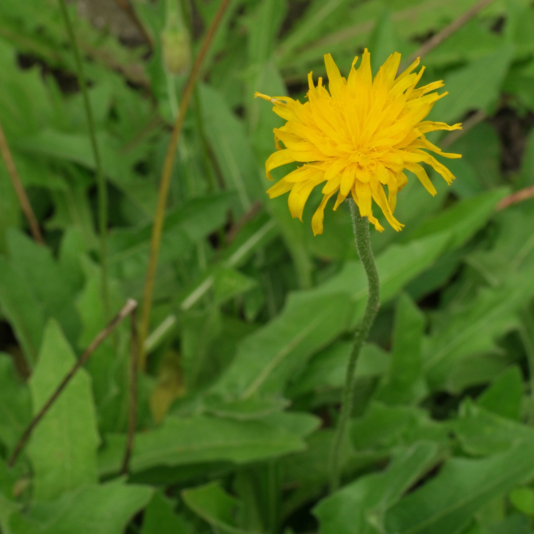 Leontodon hispidus