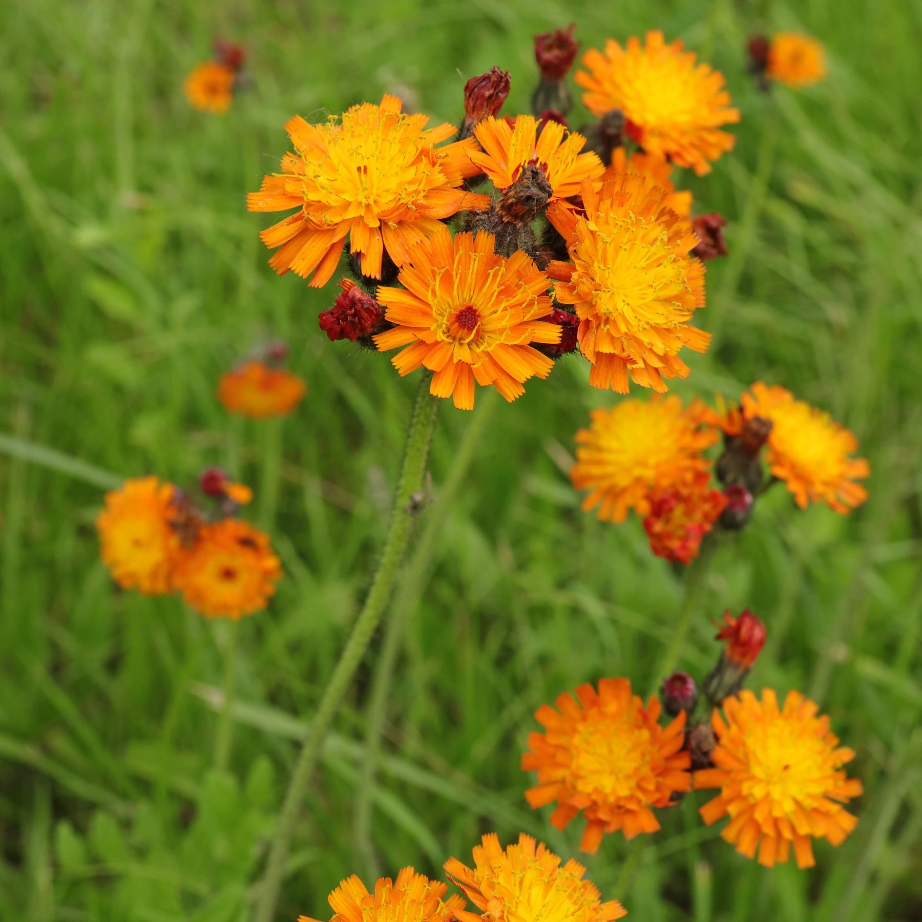 Pilosella aurantiaca Orangerotes Habichtskraut