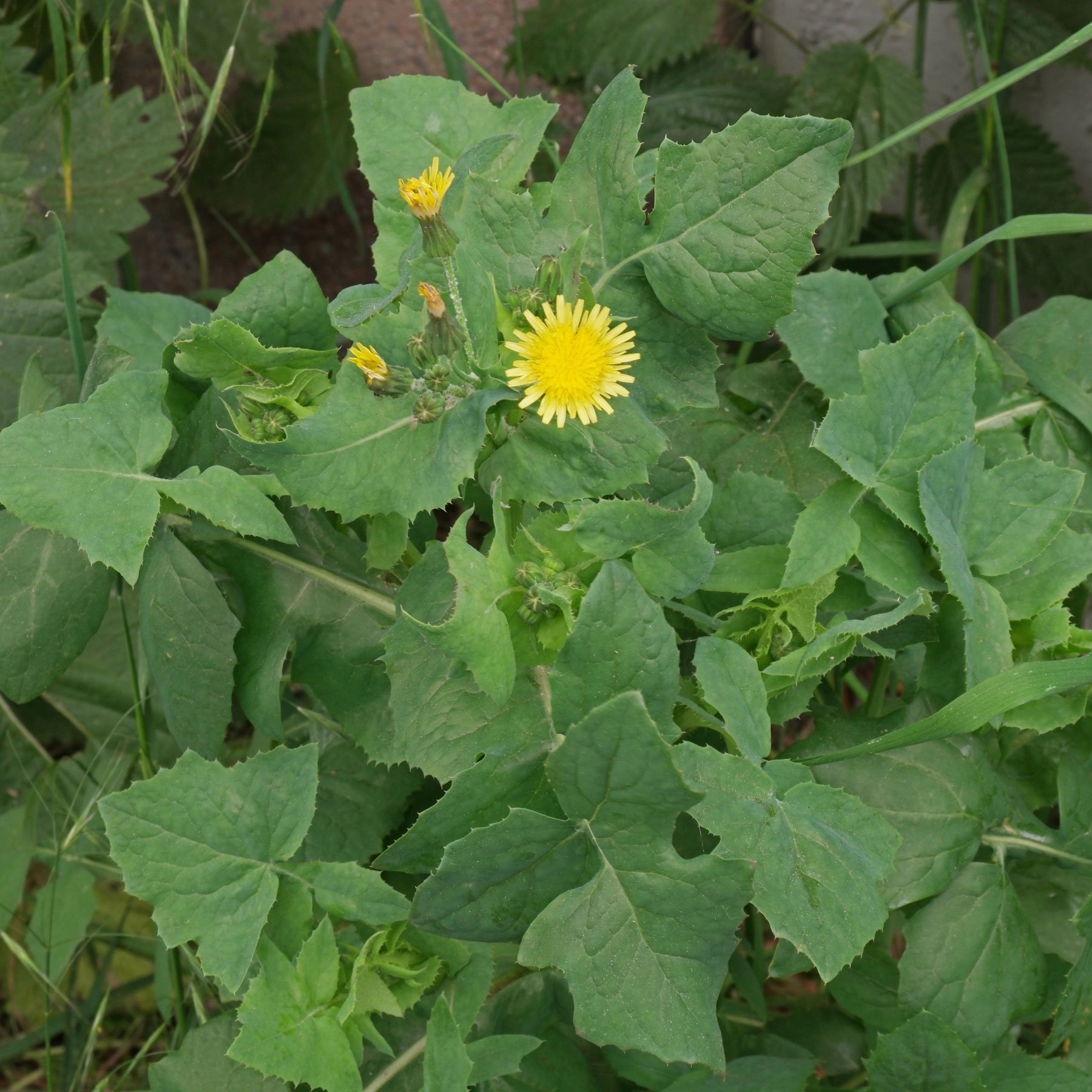 Sonchus oleraceus Gemüse-Gänsedistel