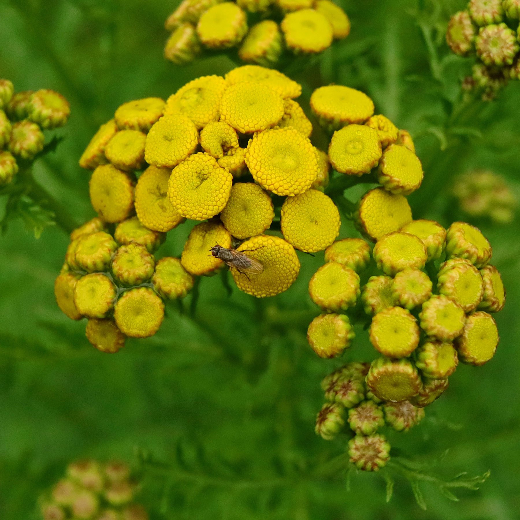 Rainfarn Tanacetum vulgare Heilpflanze Färberpflanze Bienenweide 