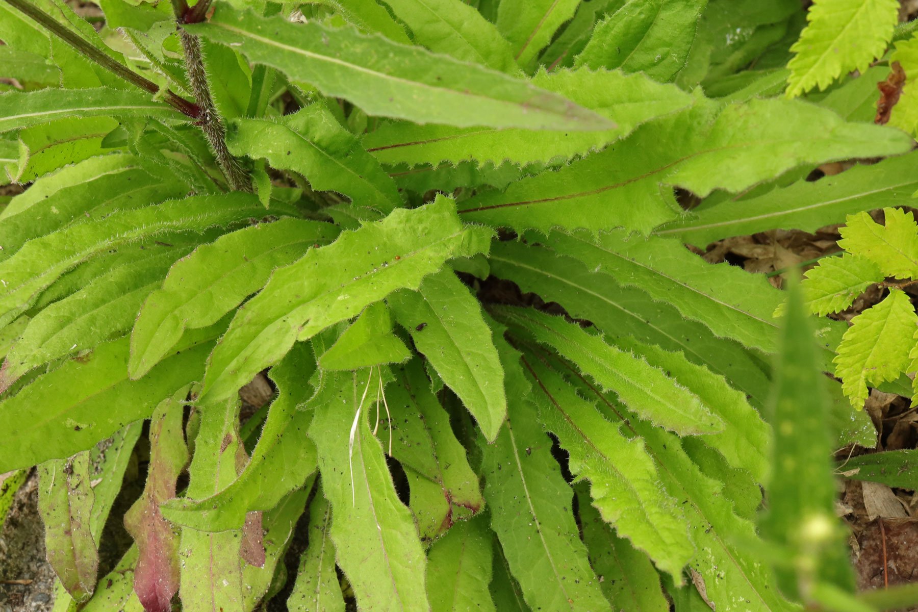 Picris hieracioides Blätter