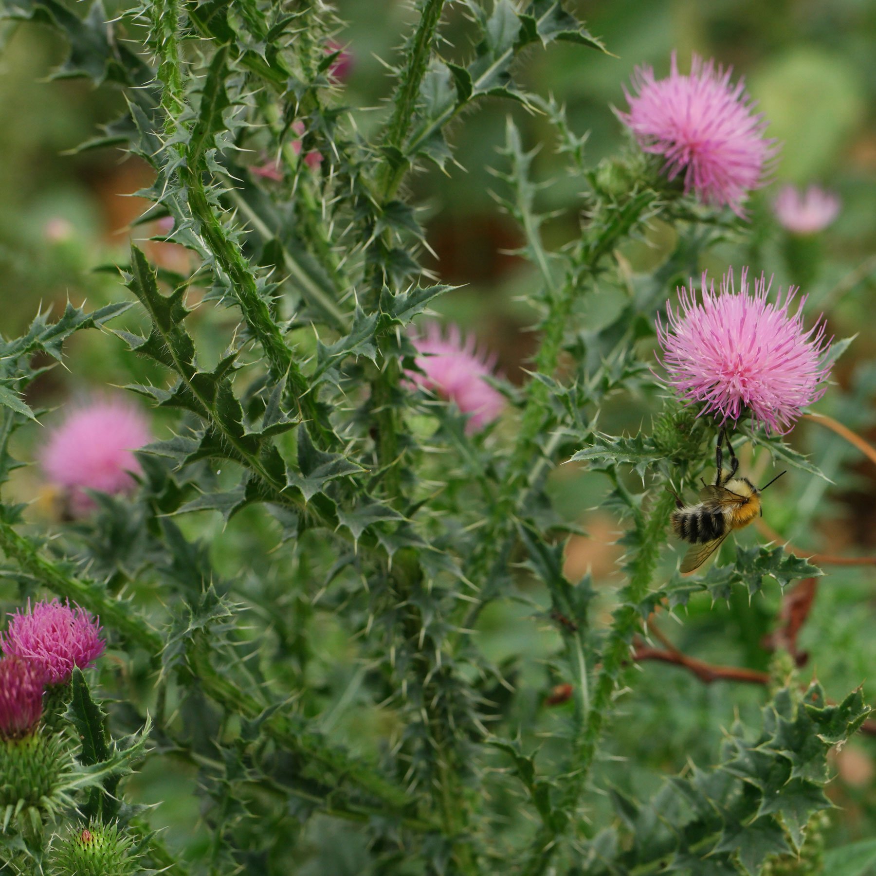 Weg-Distel Carduus acanthoides