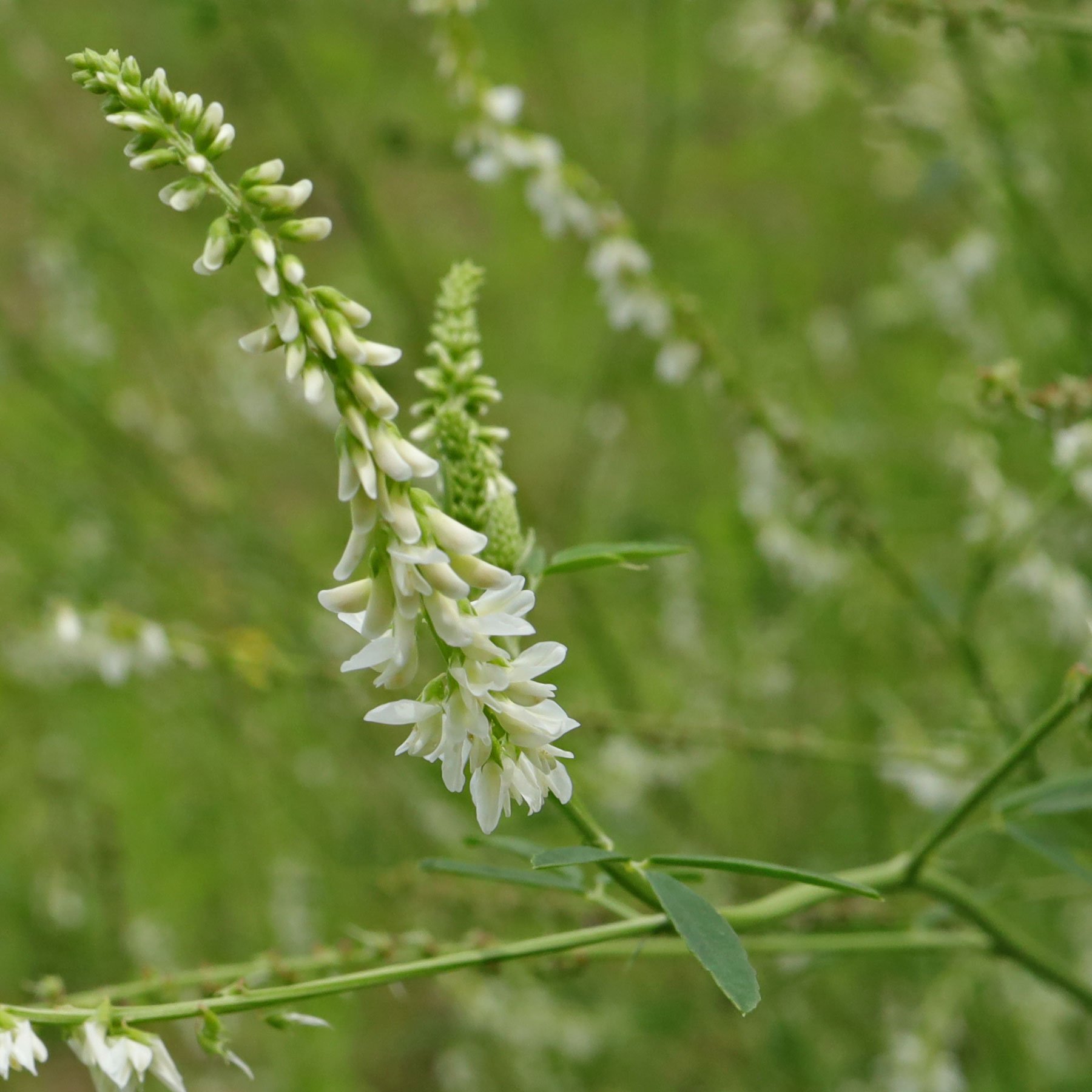 Weißer Steinklee Melilotus albus