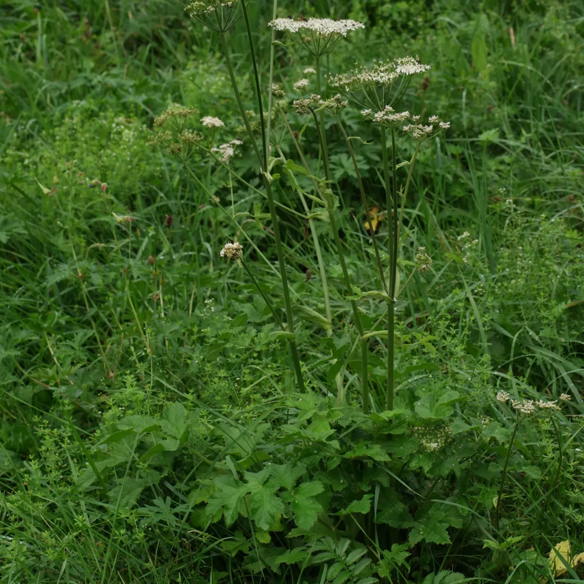 Wiesen-Bärenklau Heracleum sphondylium