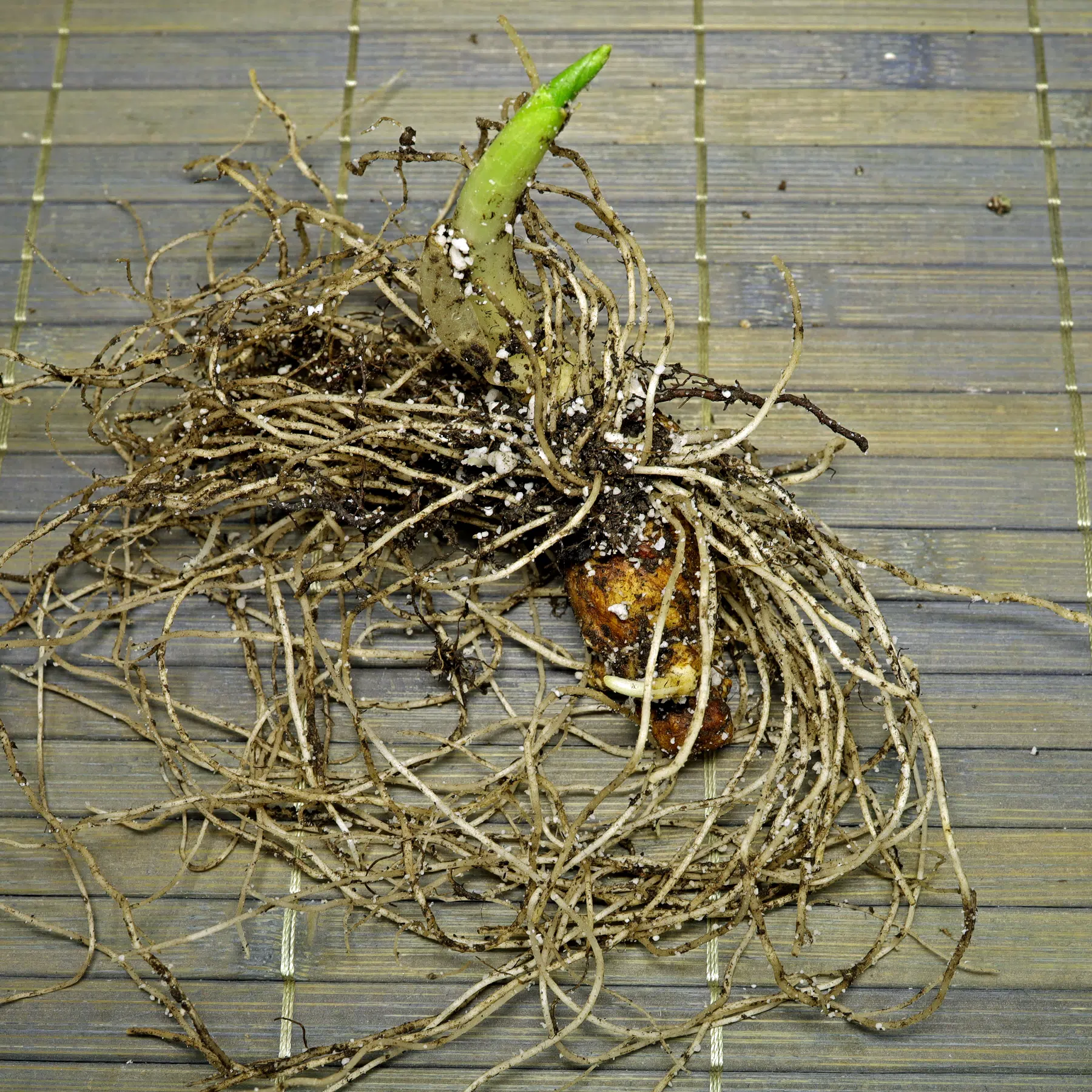 Arum maculatum Rhizom