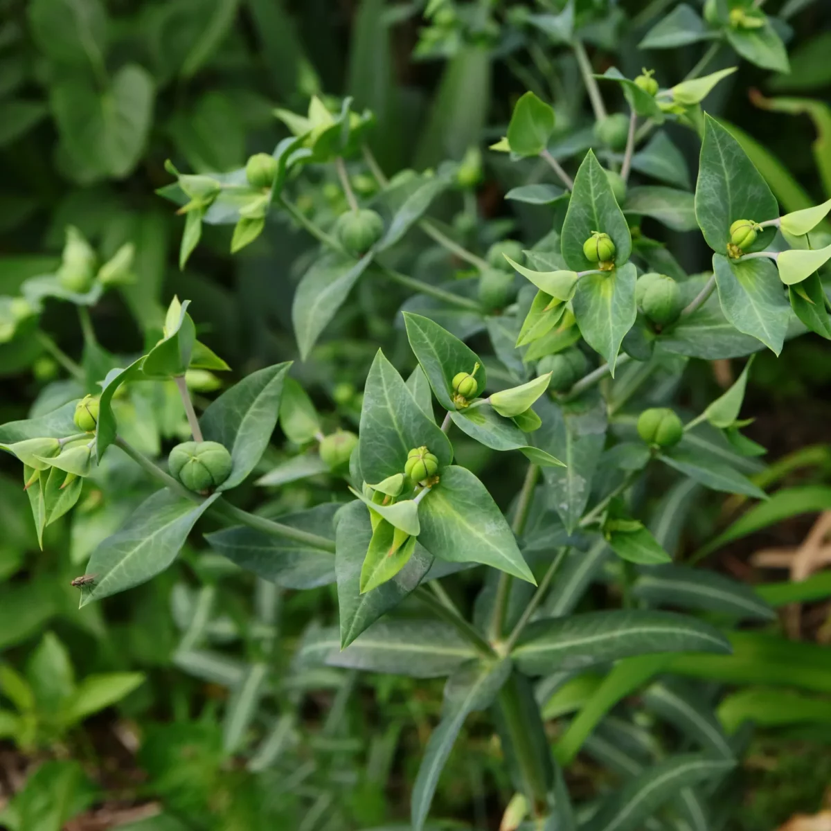 Euphorbia lathyris Wühlmaus-Wolfsmilch
