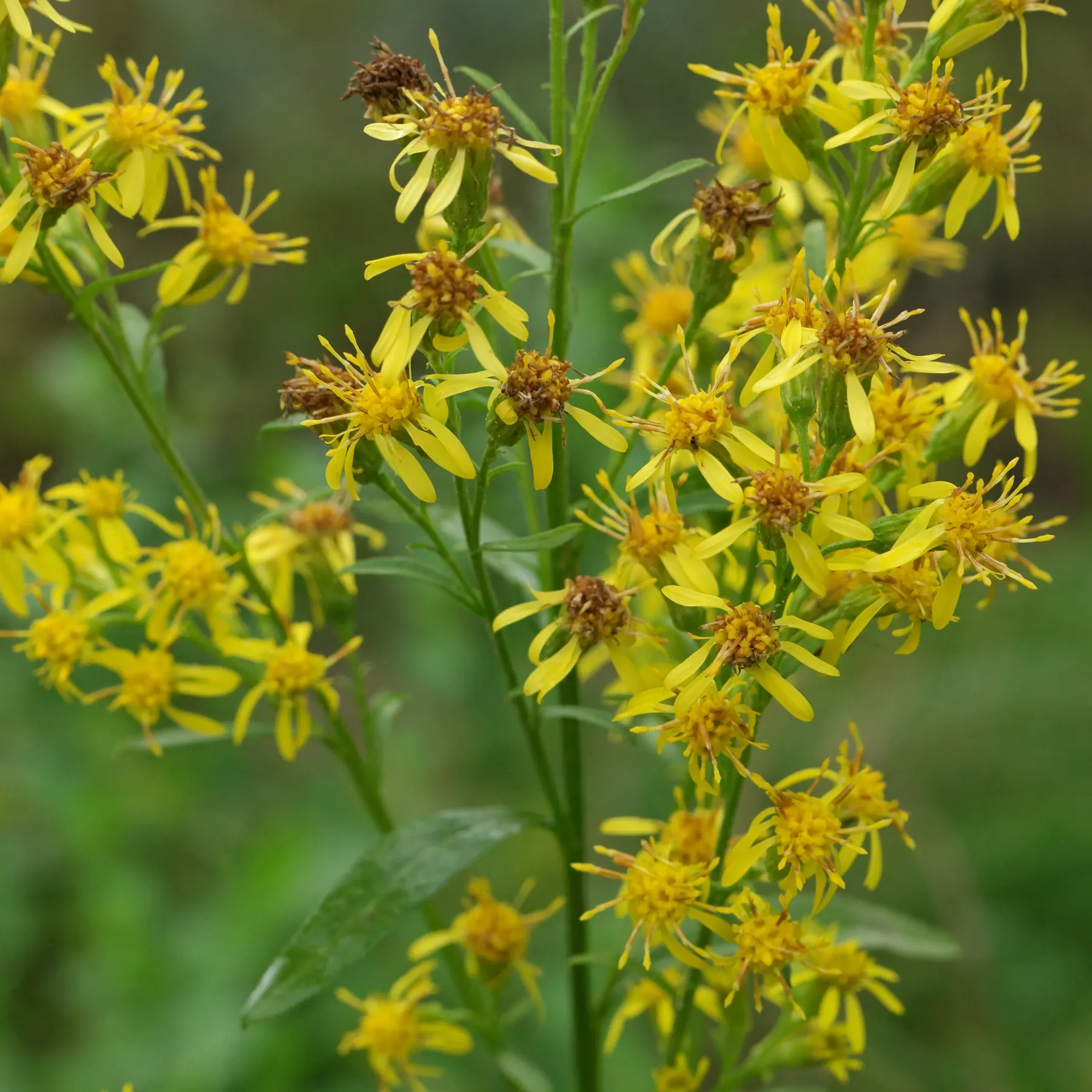 Solidago virgaurea Echte Goldrute