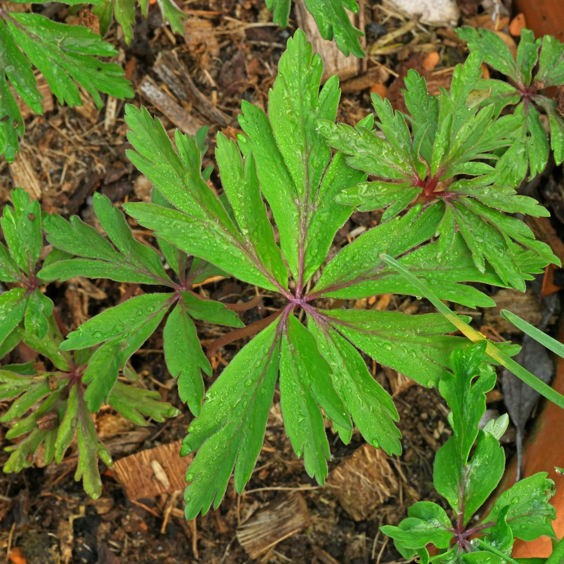 Anemone ranunculoides Blätter