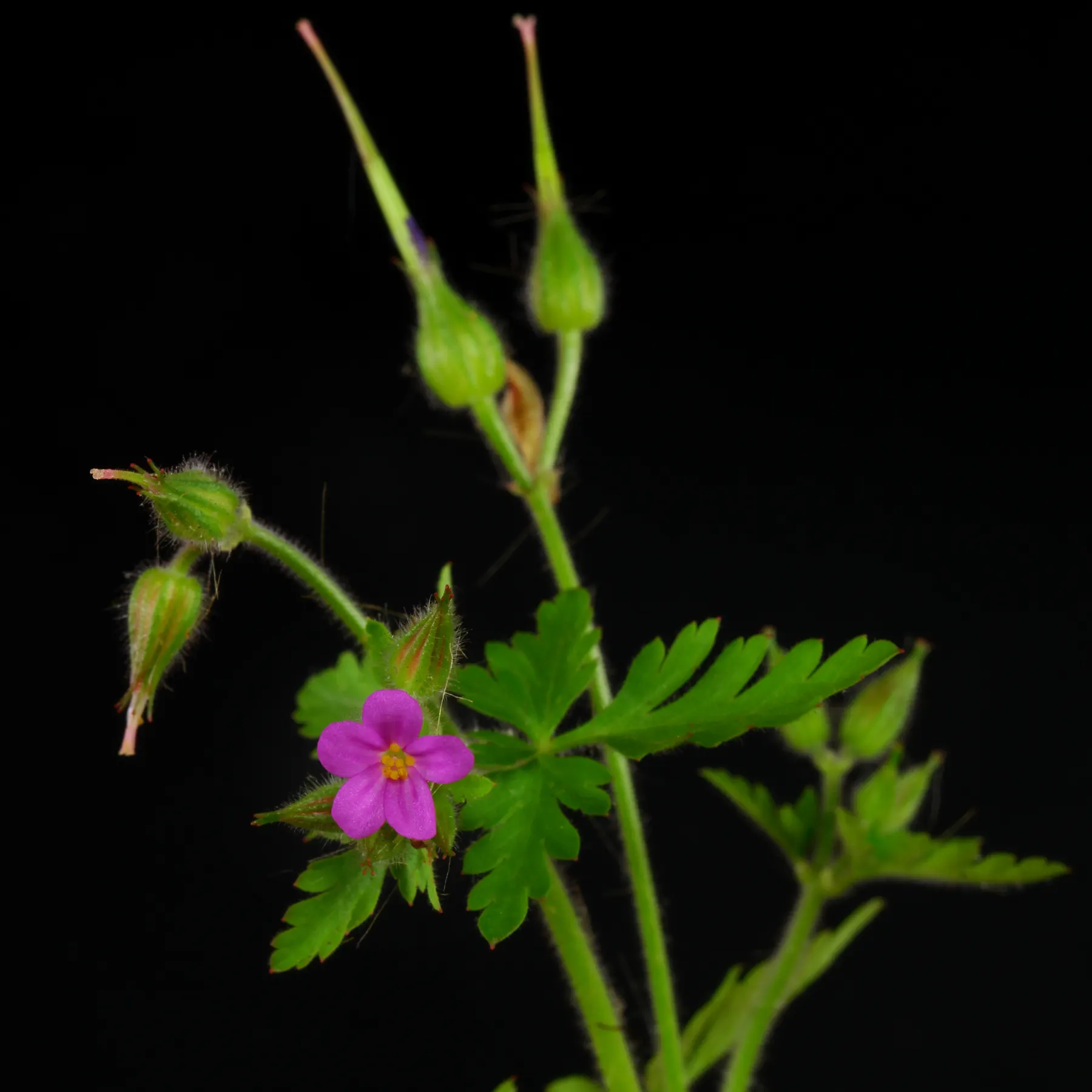 Purpur-Storchschnabel Geranium purpureum
