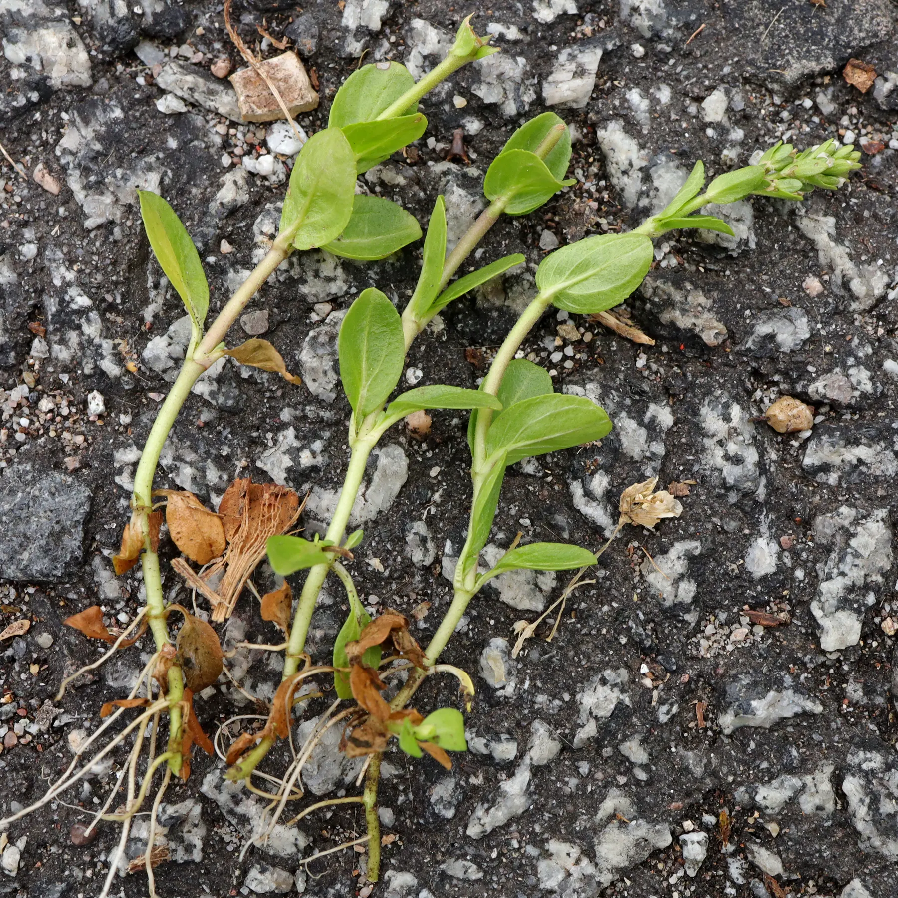 Veronica serpyllifolia Blätter