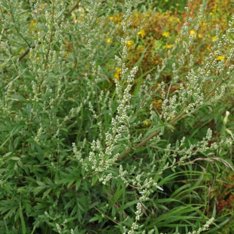Artemisia vulgaris Beifuß