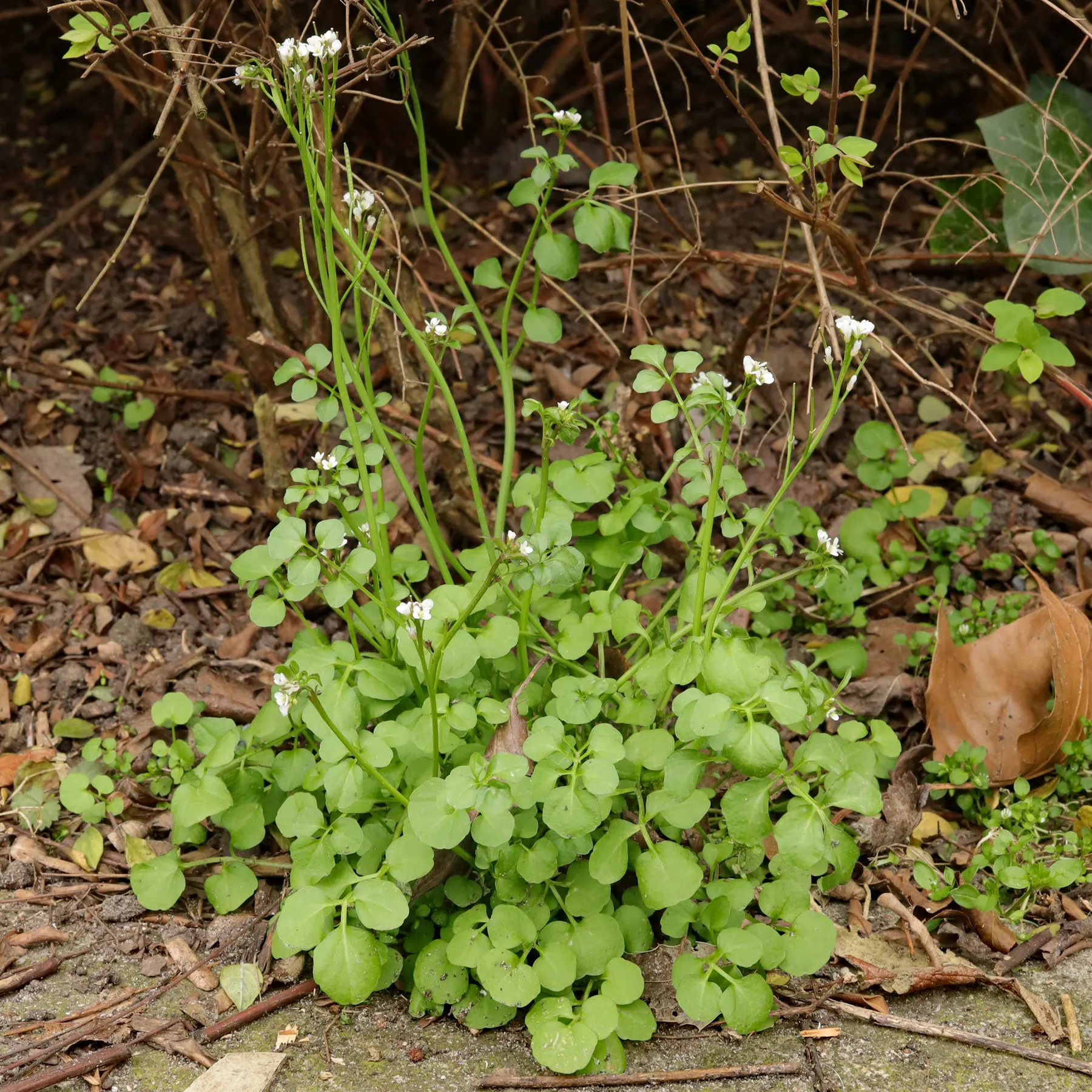 Cardamine hirsuta Behaartes Schaumkraut