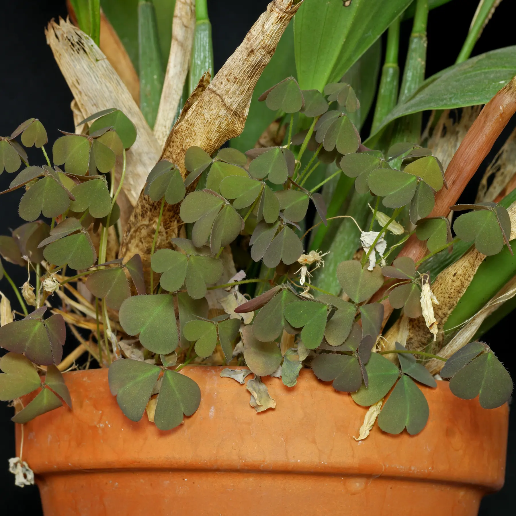 Oxalis corniculata als Topfpflanze