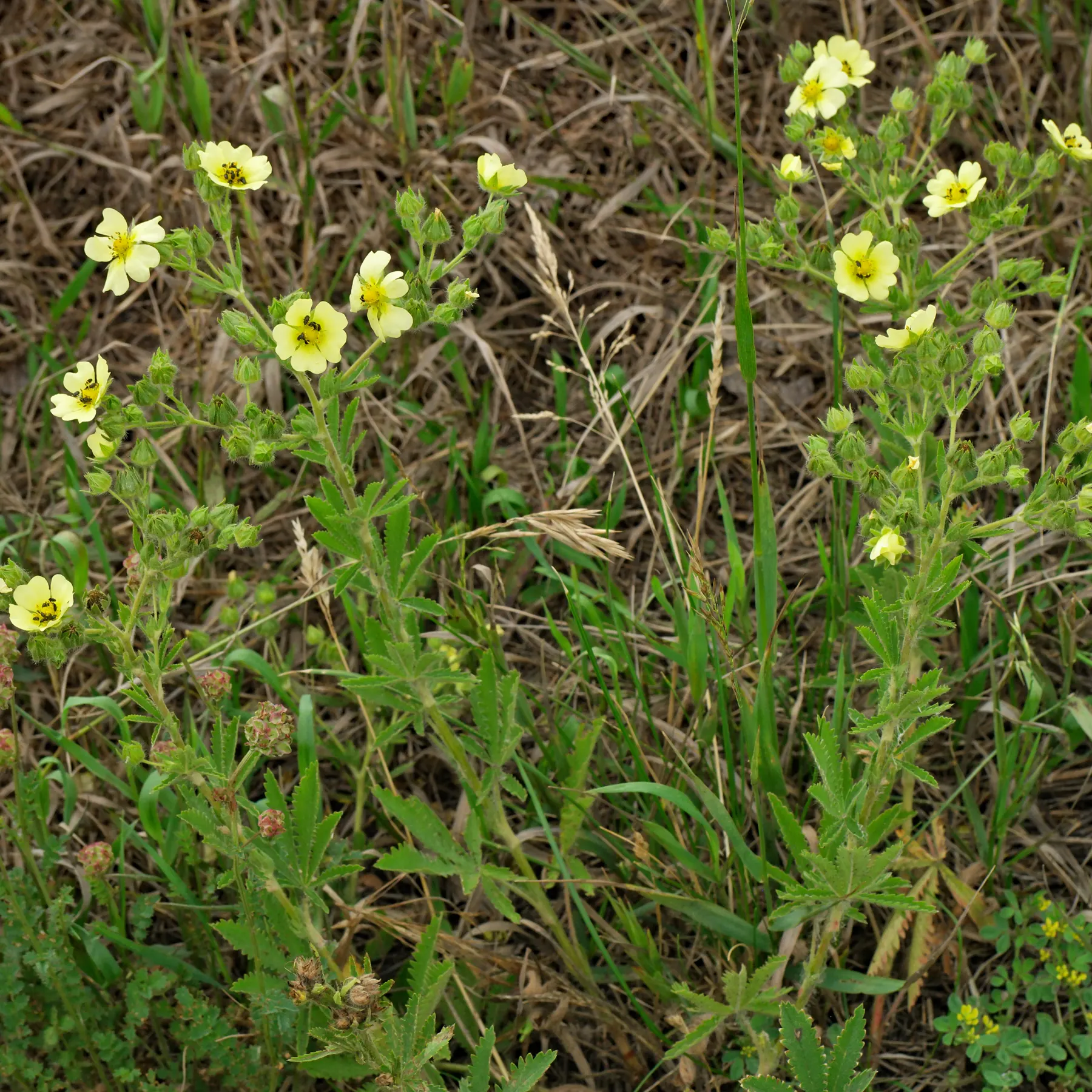 Potentilla recta Hohes Fingerkraut