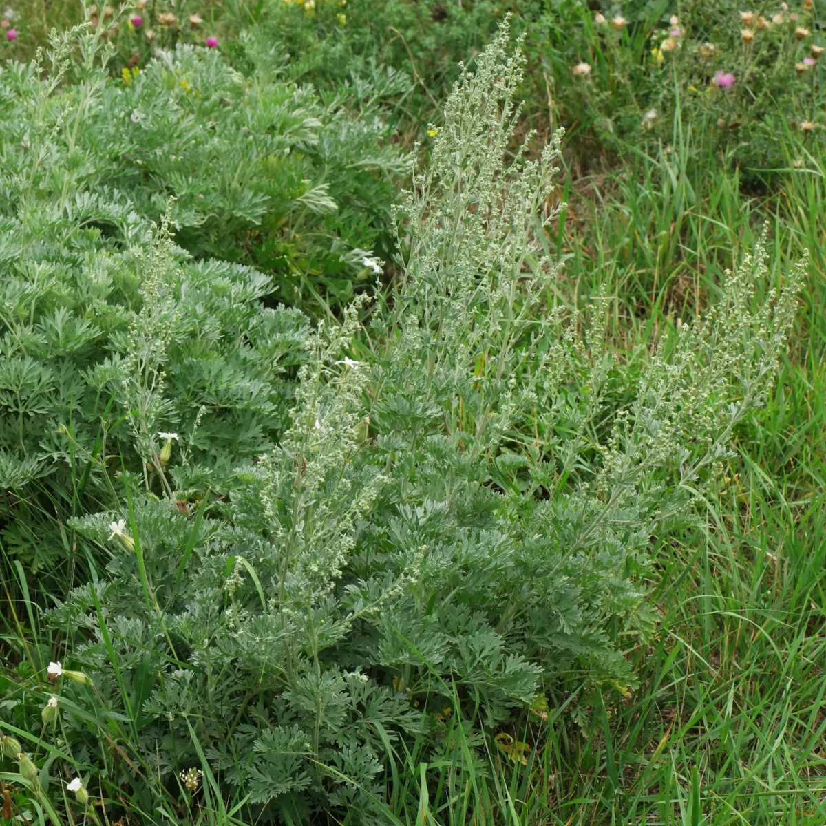 Artemisia absinthium Wermutkraut
