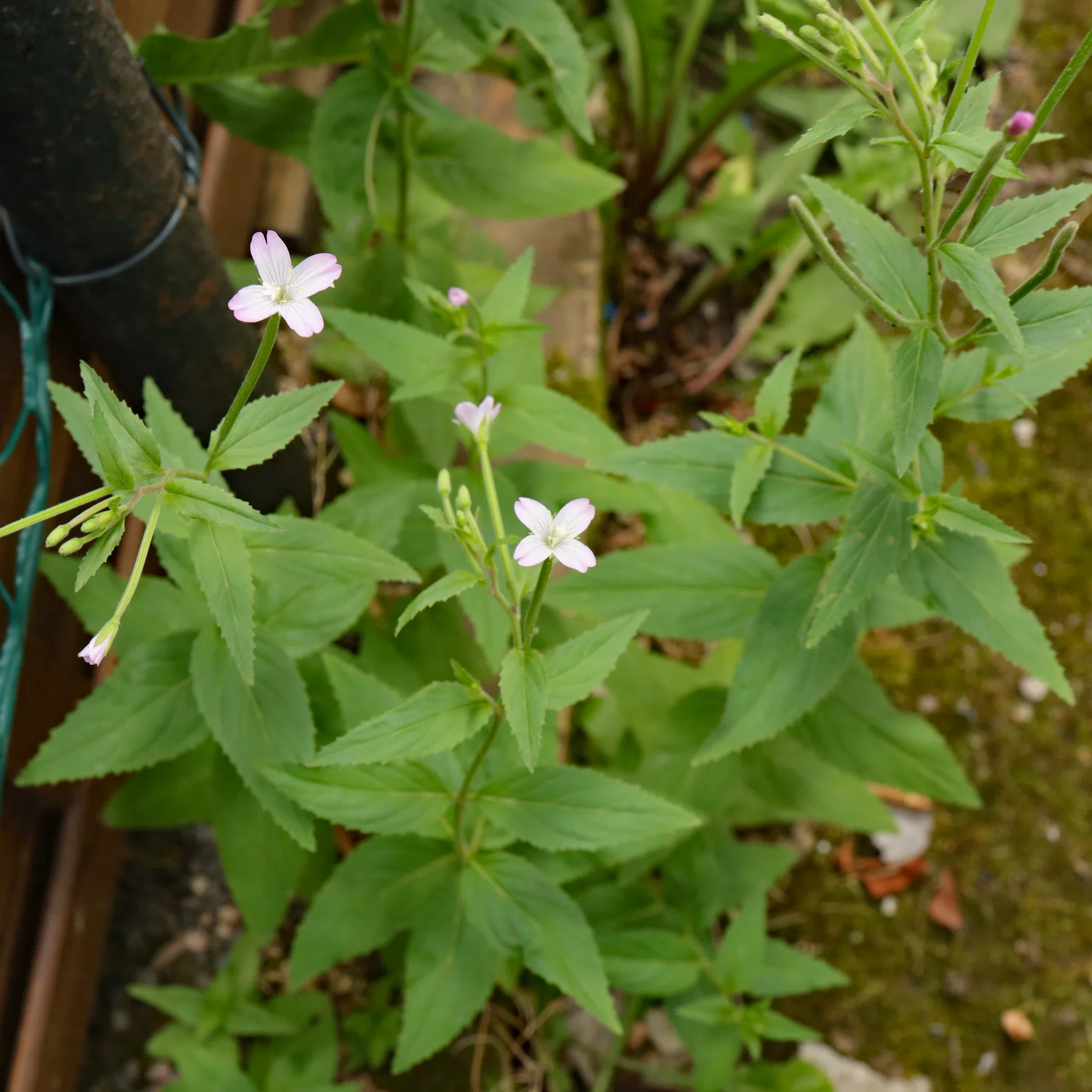 Epilobium montanum Berg-Weidenröschen