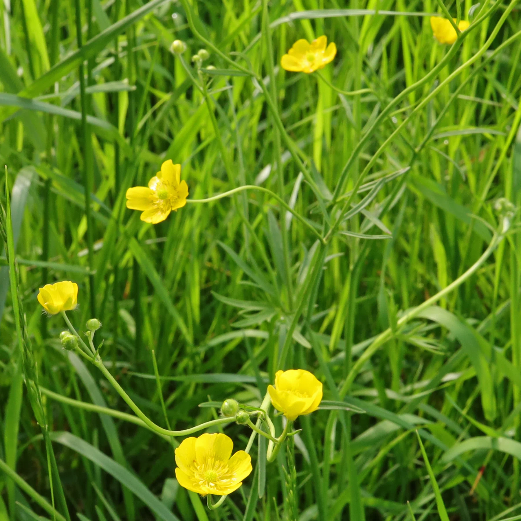 Ranunculus acris Scharfer Hahnenfuß